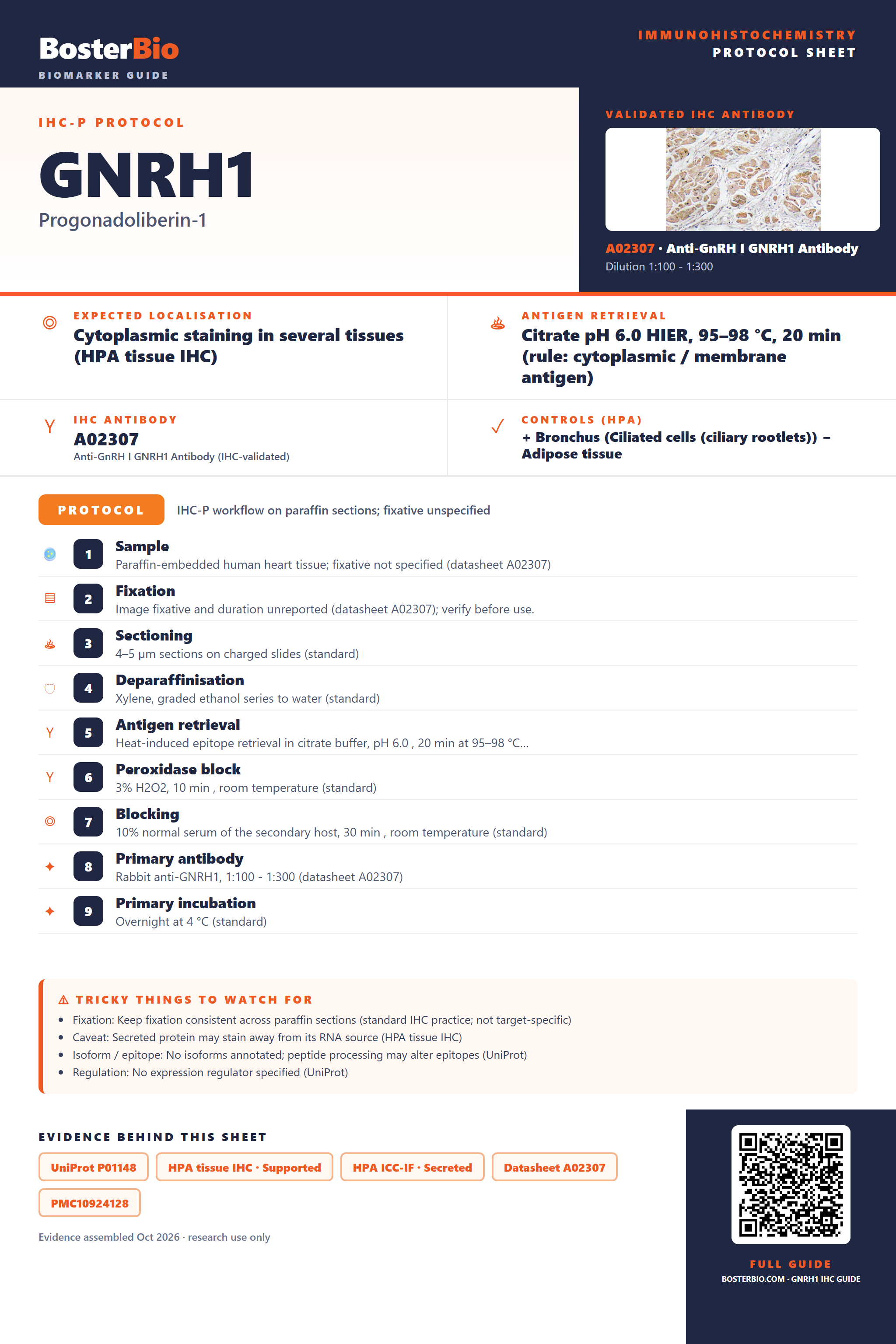 Immunohistochemistry protocol sheet for GNRH1 (IHC for GNRH1): expected localisation Cytoplasmic staining in several tissues (HPA tissue IHC), antibody A02307, validated IHC image, and IHC protocol steps
