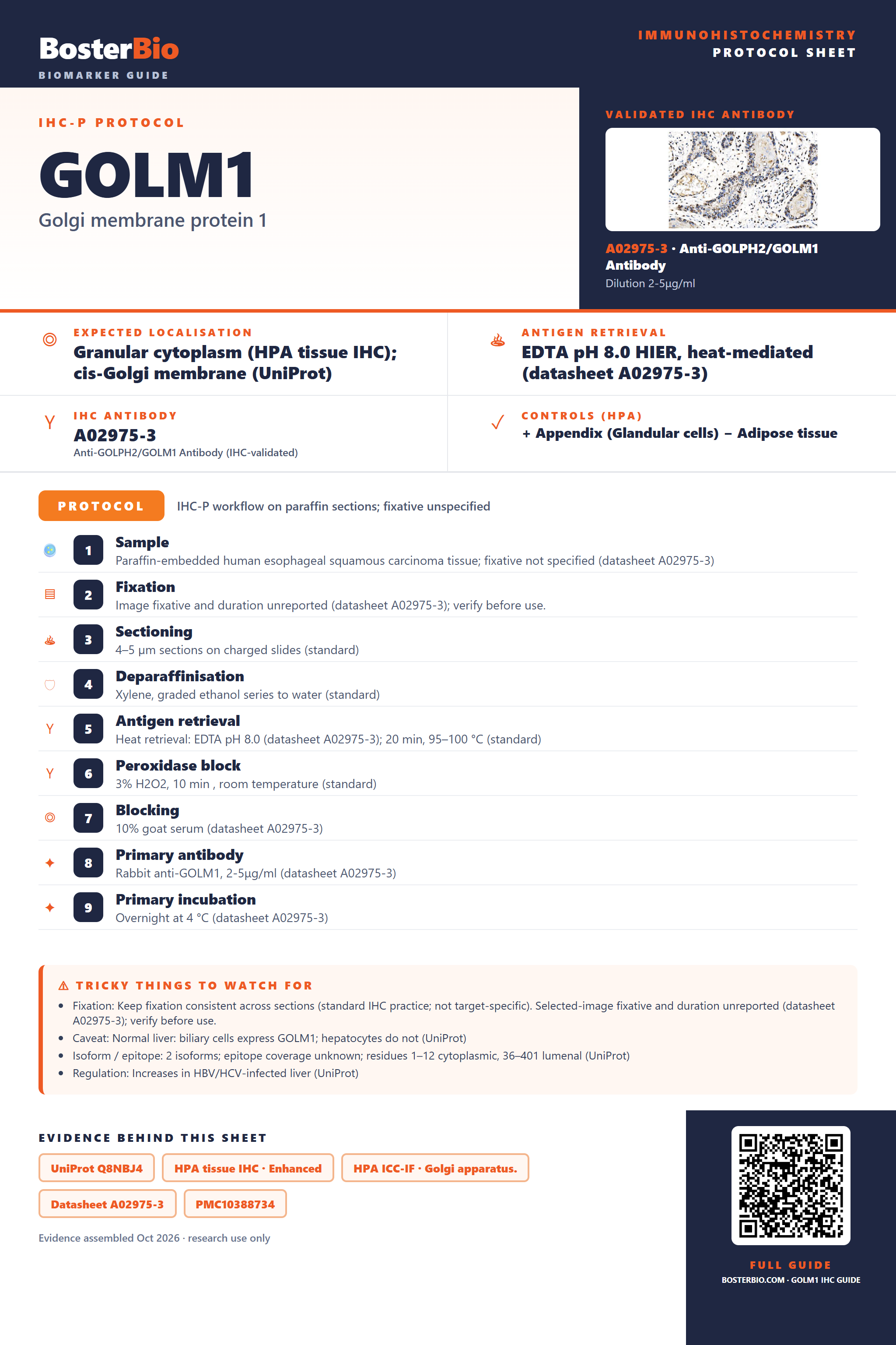 Immunohistochemistry protocol sheet for GOLM1 (IHC for GOLM1): expected localisation Granular cytoplasm (HPA tissue IHC); cis-Golgi membrane (UniProt), antibody A02975-3, validated IHC image, and IHC protocol steps