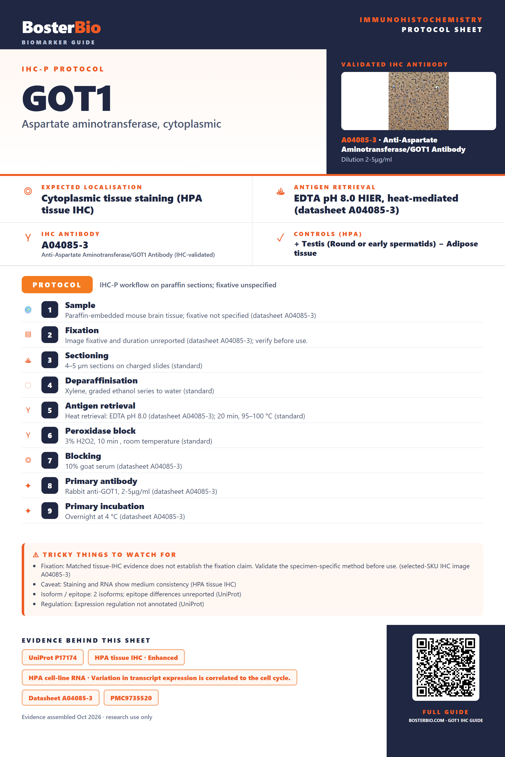 Immunohistochemistry protocol sheet for GOT1 (IHC for GOT1): expected localisation Cytoplasmic tissue staining (HPA tissue IHC), antibody A04085-3, validated IHC image, and IHC protocol steps