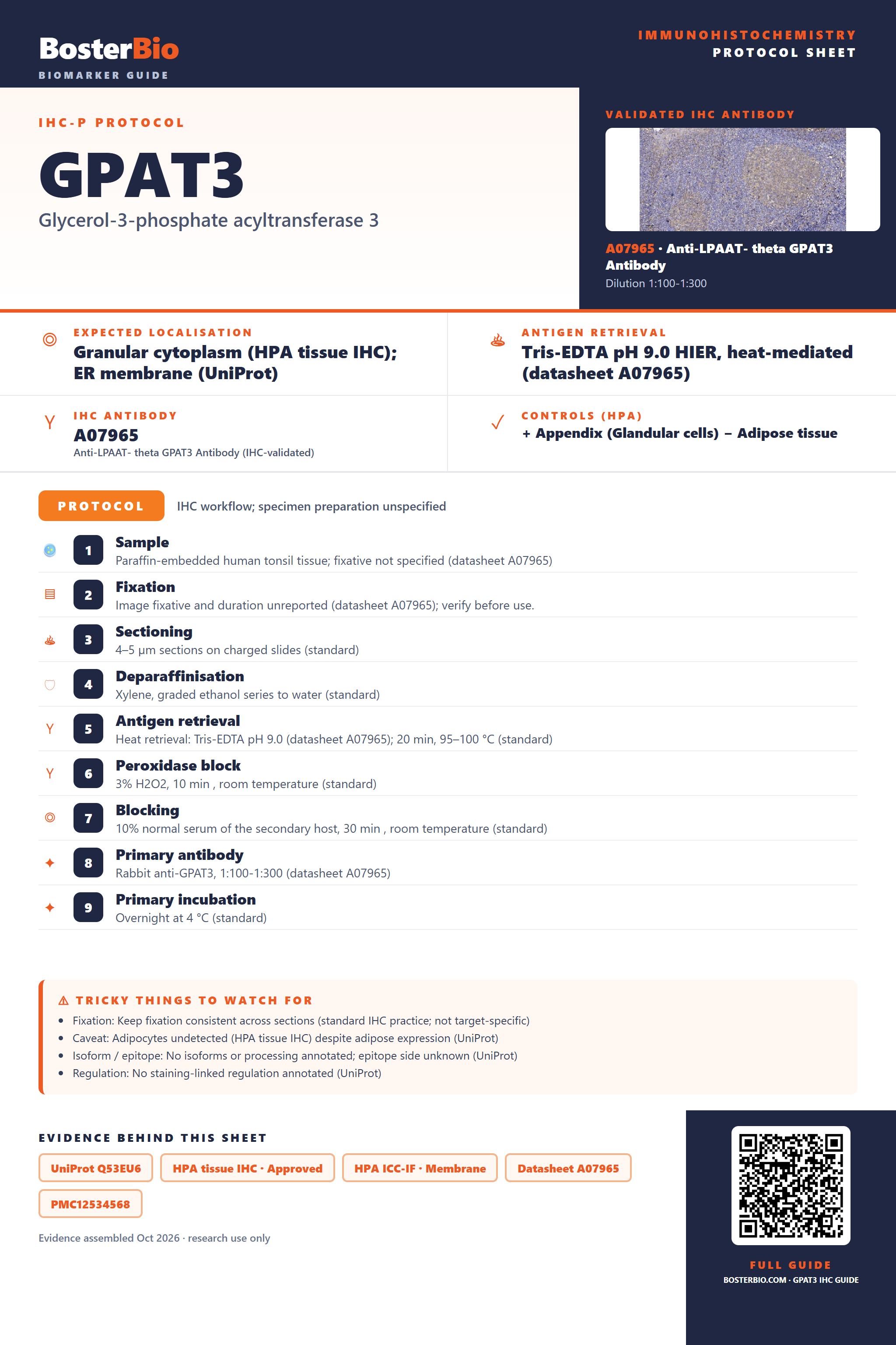 Immunohistochemistry protocol sheet for GPAT3 (IHC for GPAT3): expected localisation Granular cytoplasm (HPA tissue IHC); ER membrane (UniProt), antibody A07965, validated IHC image, and IHC protocol steps