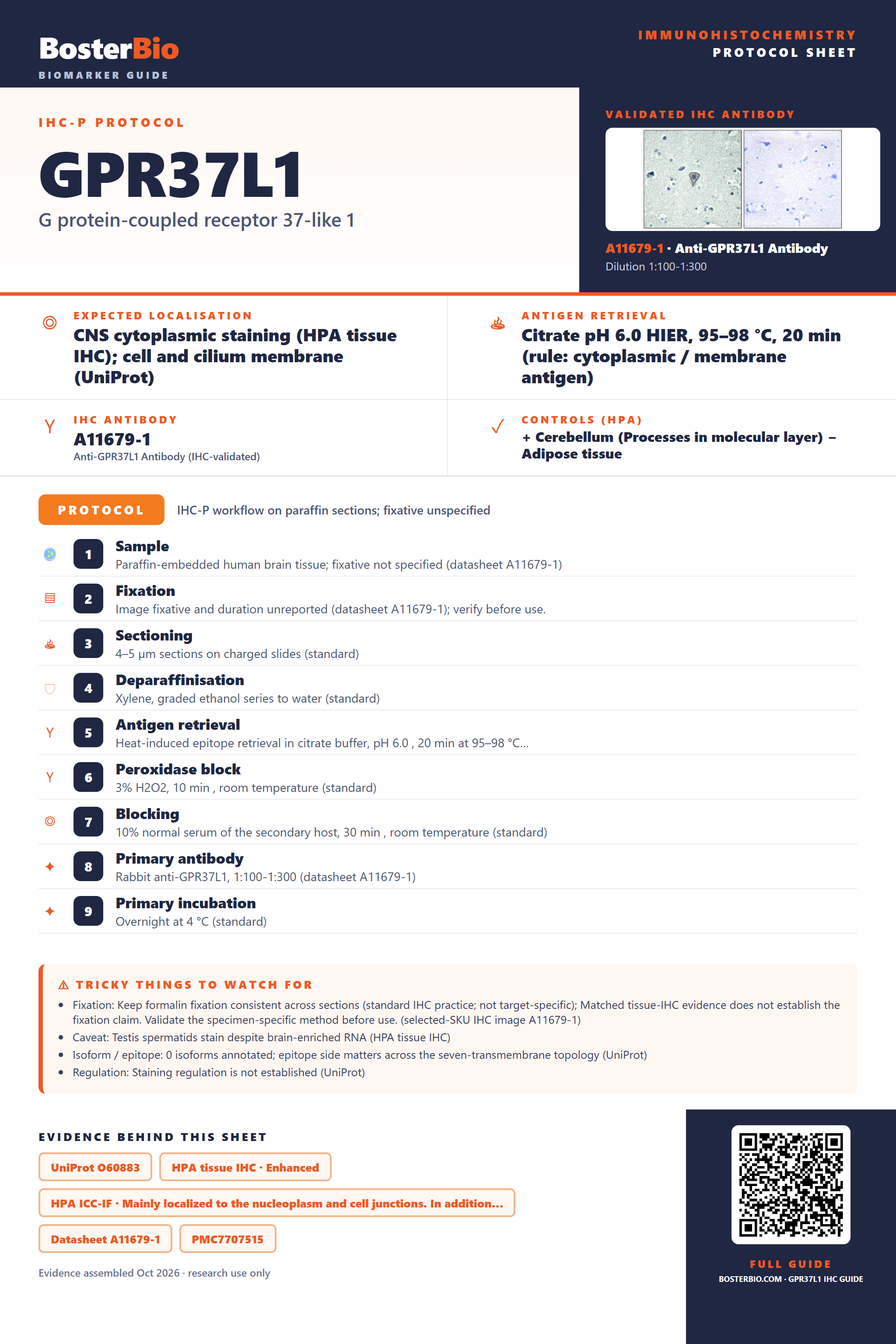 Immunohistochemistry protocol sheet for GPR37L1 (IHC for GPR37L1): expected localisation CNS cytoplasmic staining (HPA tissue IHC); cell and cilium membrane (UniProt), antibody A11679-1, validated IHC image, and IHC protocol steps
