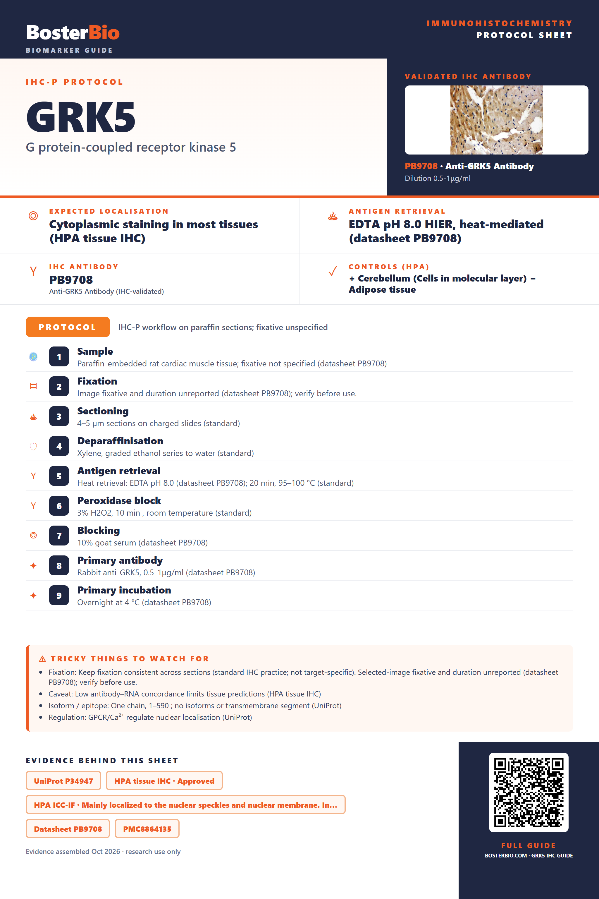 Immunohistochemistry protocol sheet for GRK5 (IHC for GRK5): expected localisation Cytoplasmic staining in most tissues (HPA tissue IHC), antibody PB9708, validated IHC image, and IHC protocol steps