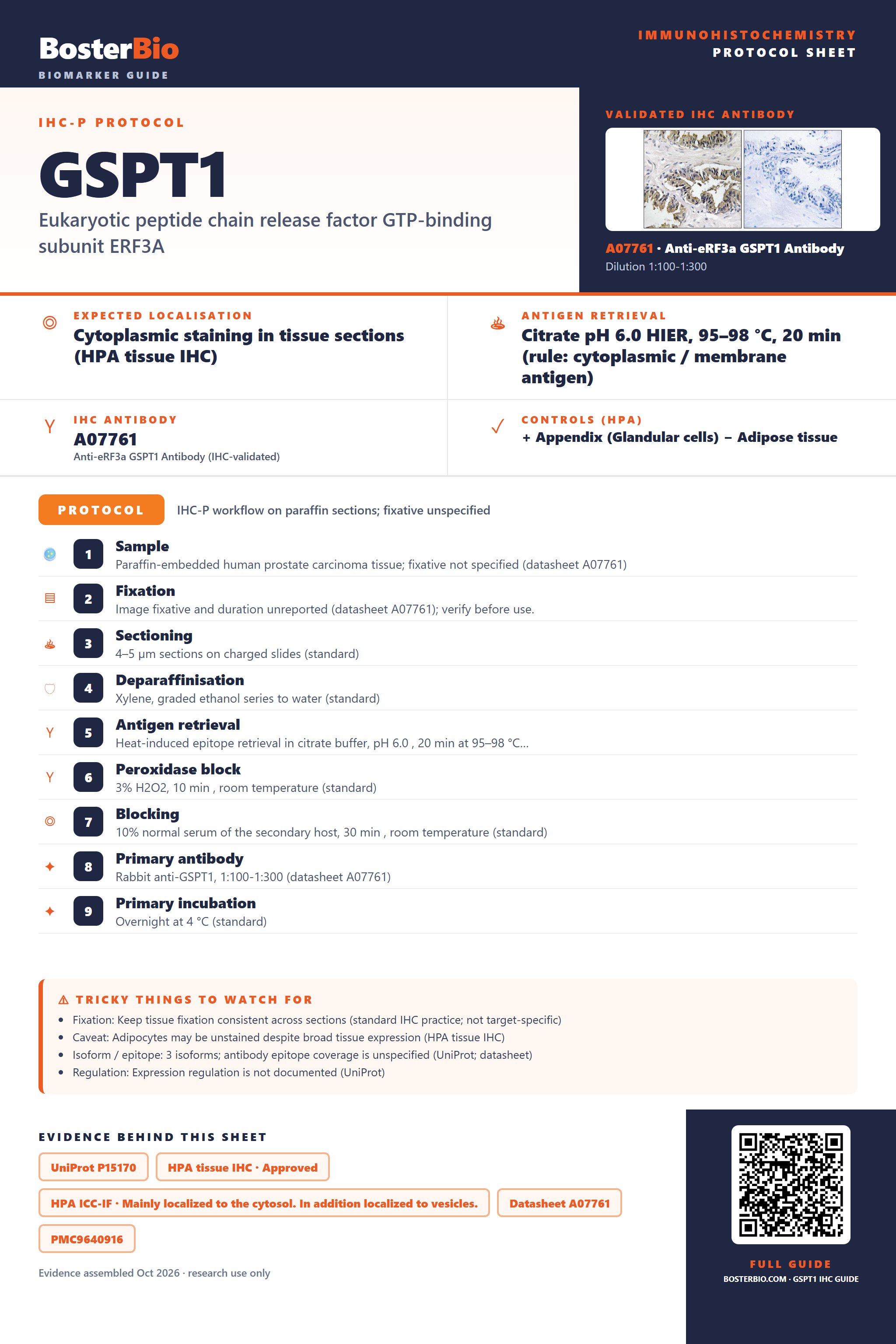 Immunohistochemistry protocol sheet for GSPT1 (IHC for GSPT1): expected localisation Cytoplasmic staining in tissue sections (HPA tissue IHC), antibody A07761, validated IHC image, and IHC protocol steps