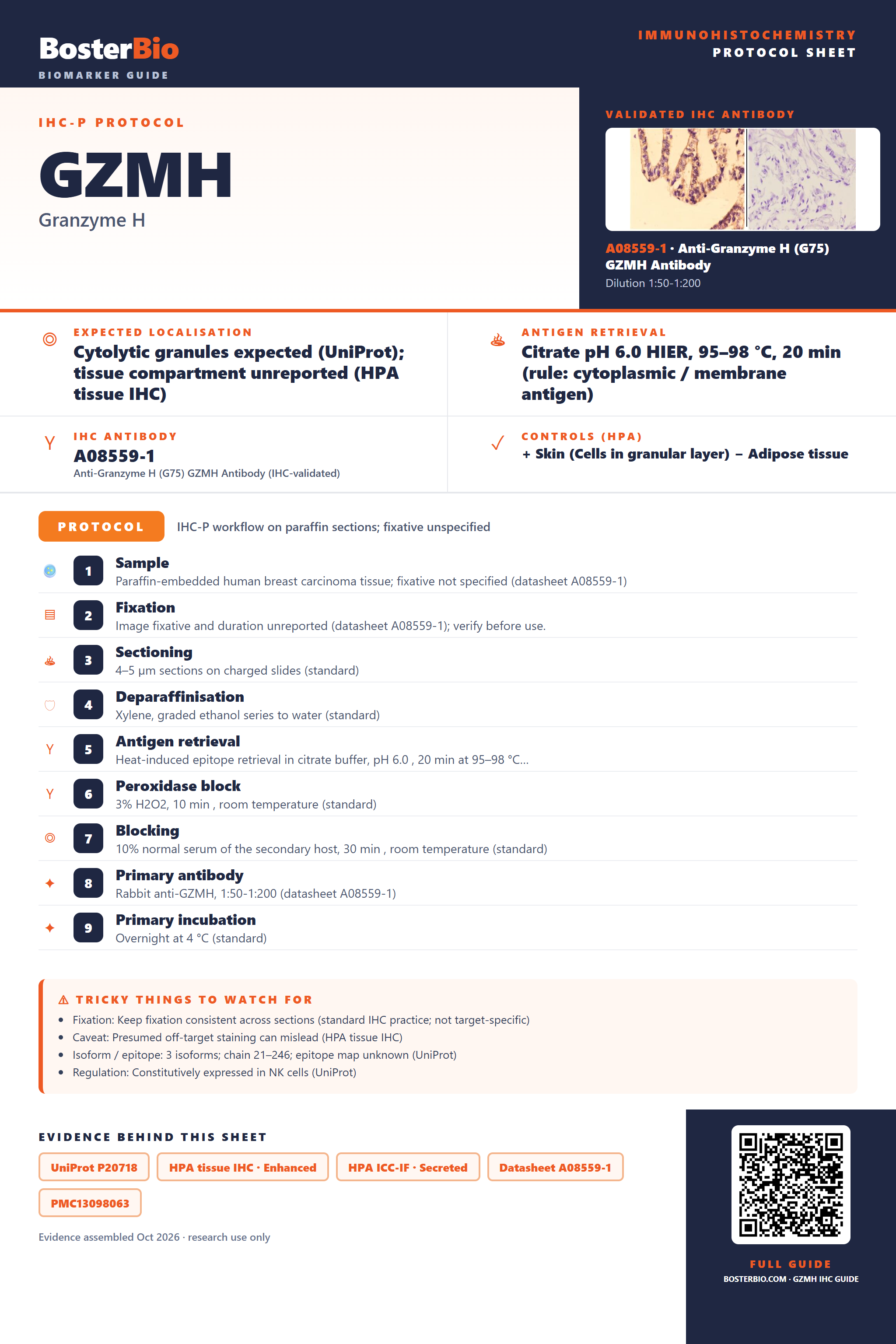 Immunohistochemistry protocol sheet for GZMH (IHC for GZMH): expected localisation Cytolytic granules expected (UniProt); tissue compartment unreported (HPA tissue IHC), antibody A08559-1, validated IHC image, and IHC protocol steps