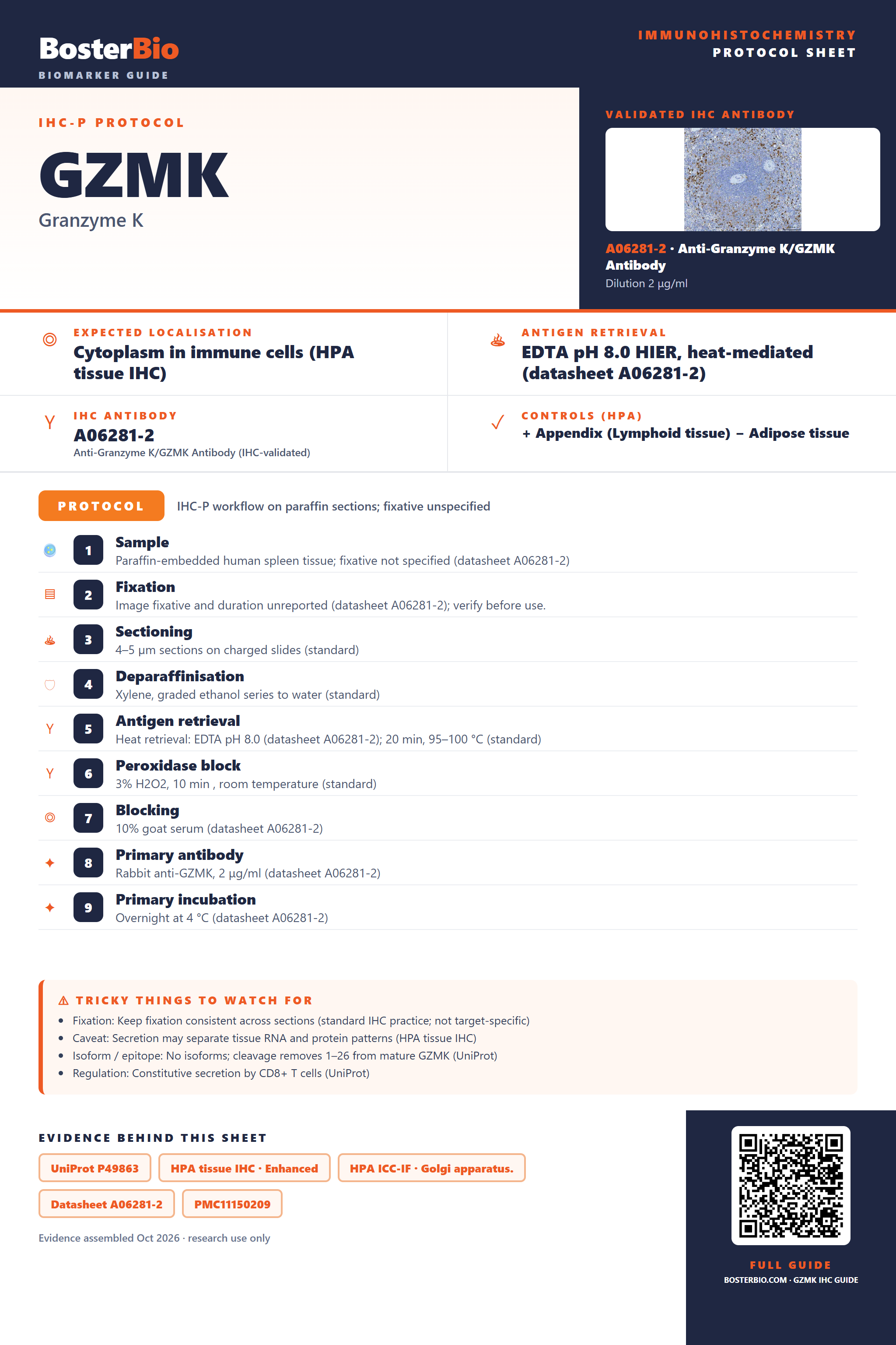 Immunohistochemistry protocol sheet for GZMK (IHC for GZMK): expected localisation Cytoplasm in immune cells (HPA tissue IHC), antibody A06281-2, validated IHC image, and IHC protocol steps