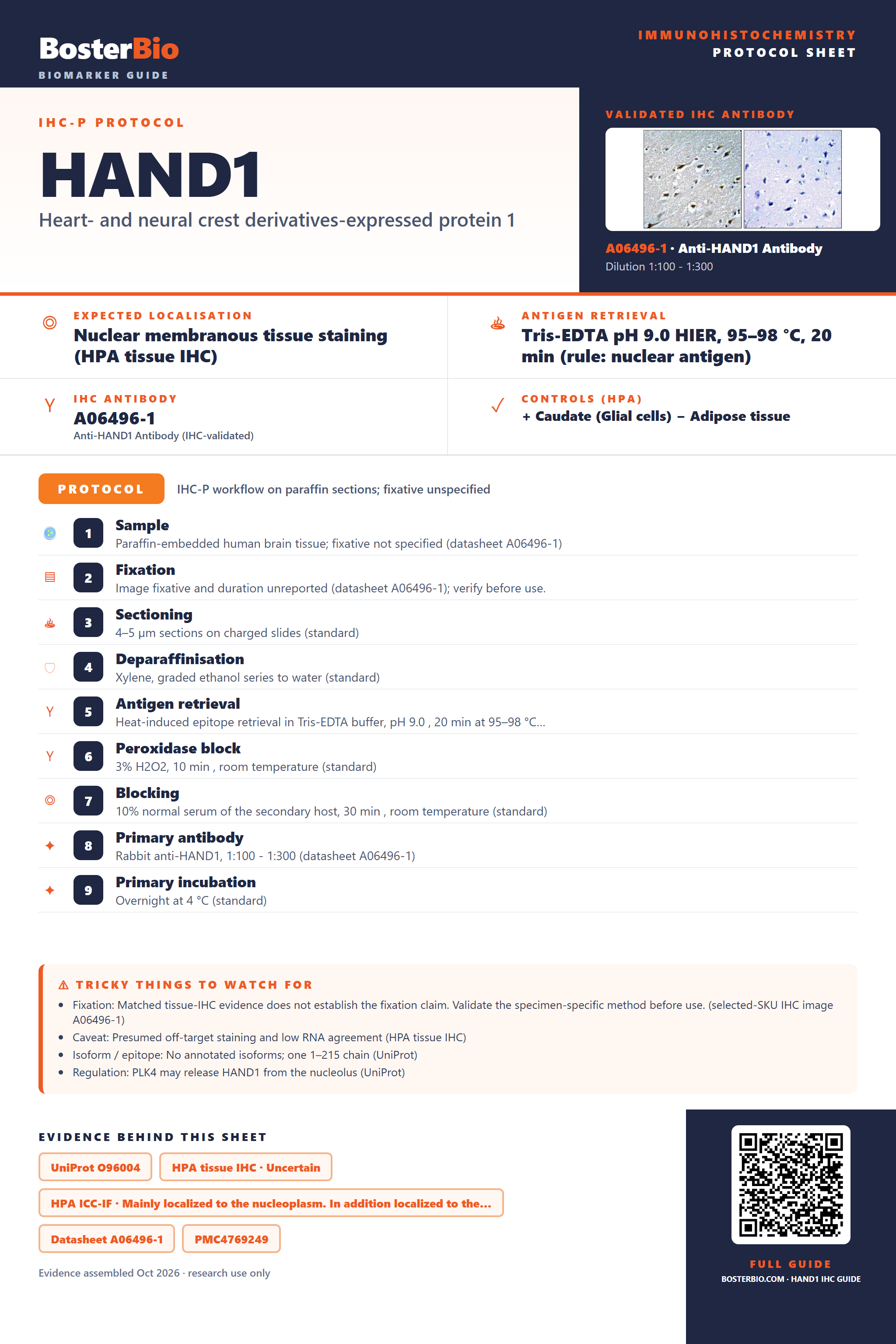Immunohistochemistry protocol sheet for HAND1 (IHC for HAND1): expected localisation Nuclear membranous tissue staining (HPA tissue IHC), antibody A06496-1, validated IHC image, and IHC protocol steps