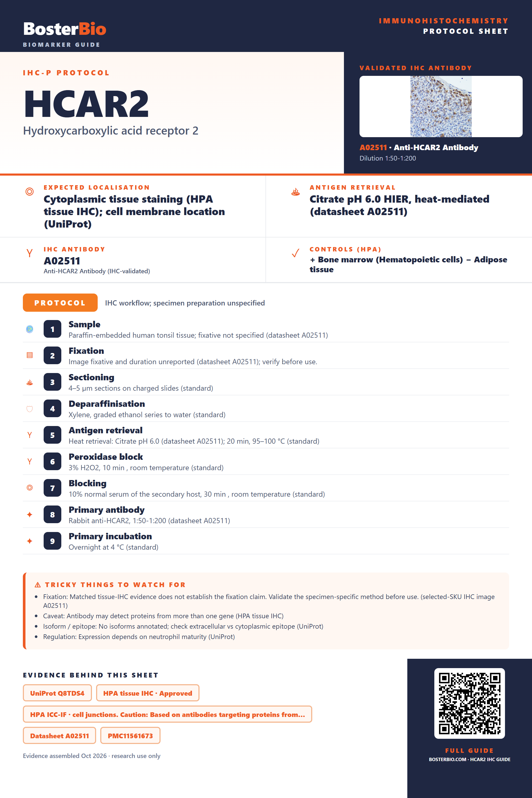Immunohistochemistry protocol sheet for HCAR2 (IHC for HCAR2): expected localisation Cytoplasmic tissue staining (HPA tissue IHC); cell membrane location (UniProt), antibody A02511, validated IHC image, and IHC protocol steps