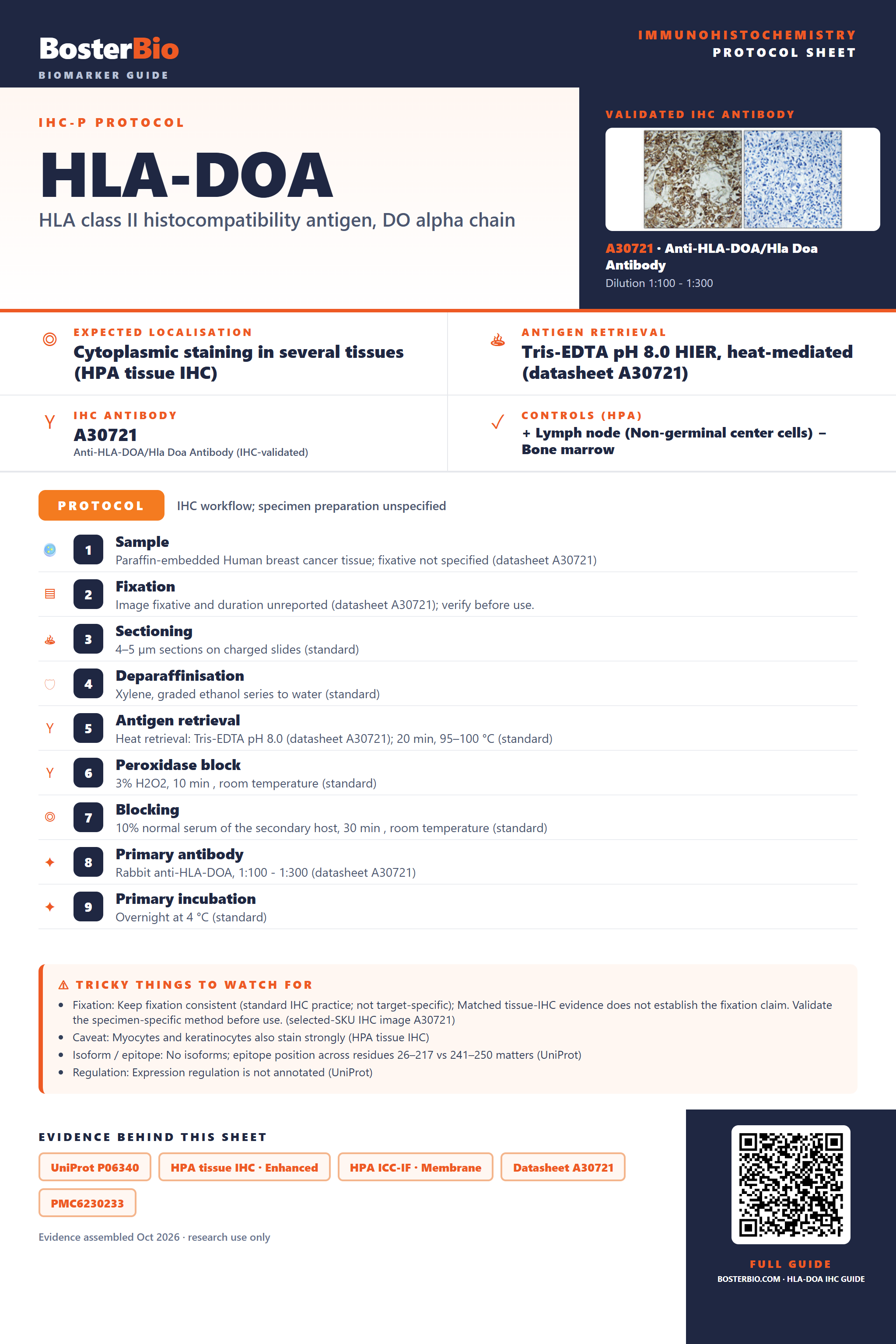 Immunohistochemistry protocol sheet for HLA-DOA (IHC for HLA-DOA): expected localisation Cytoplasmic staining in several tissues (HPA tissue IHC), antibody A30721, validated IHC image, and IHC protocol steps