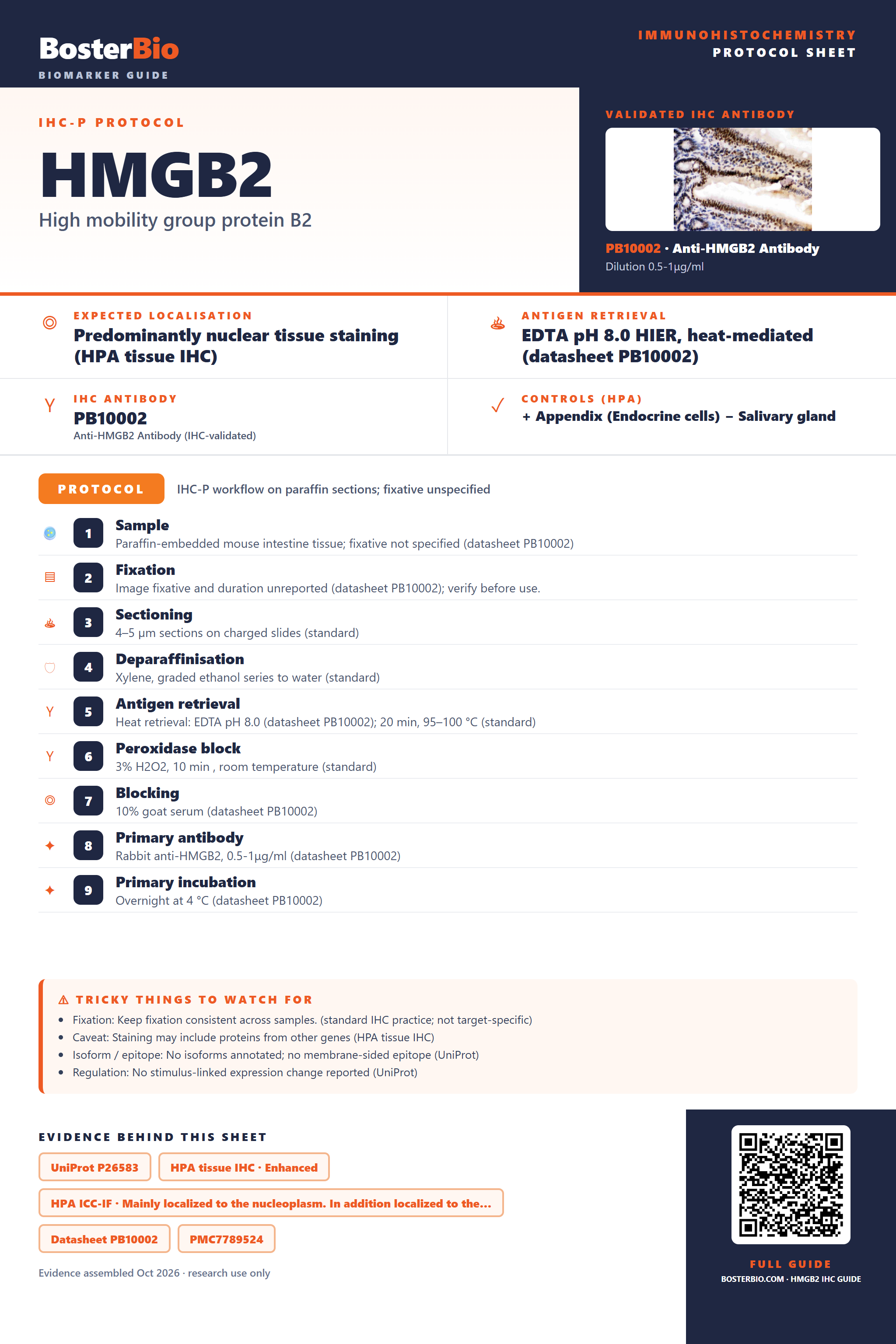 Immunohistochemistry protocol sheet for HMGB2 (IHC for HMGB2): expected localisation Predominantly nuclear tissue staining (HPA tissue IHC), antibody PB10002, validated IHC image, and IHC protocol steps