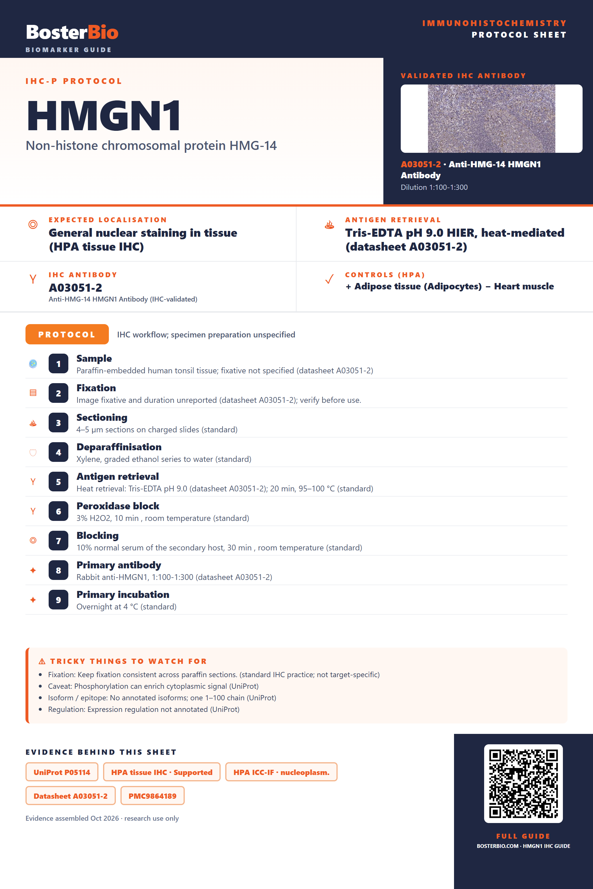 Immunohistochemistry protocol sheet for HMGN1 (IHC for HMGN1): expected localisation General nuclear staining in tissue (HPA tissue IHC), antibody A03051-2, validated IHC image, and IHC protocol steps