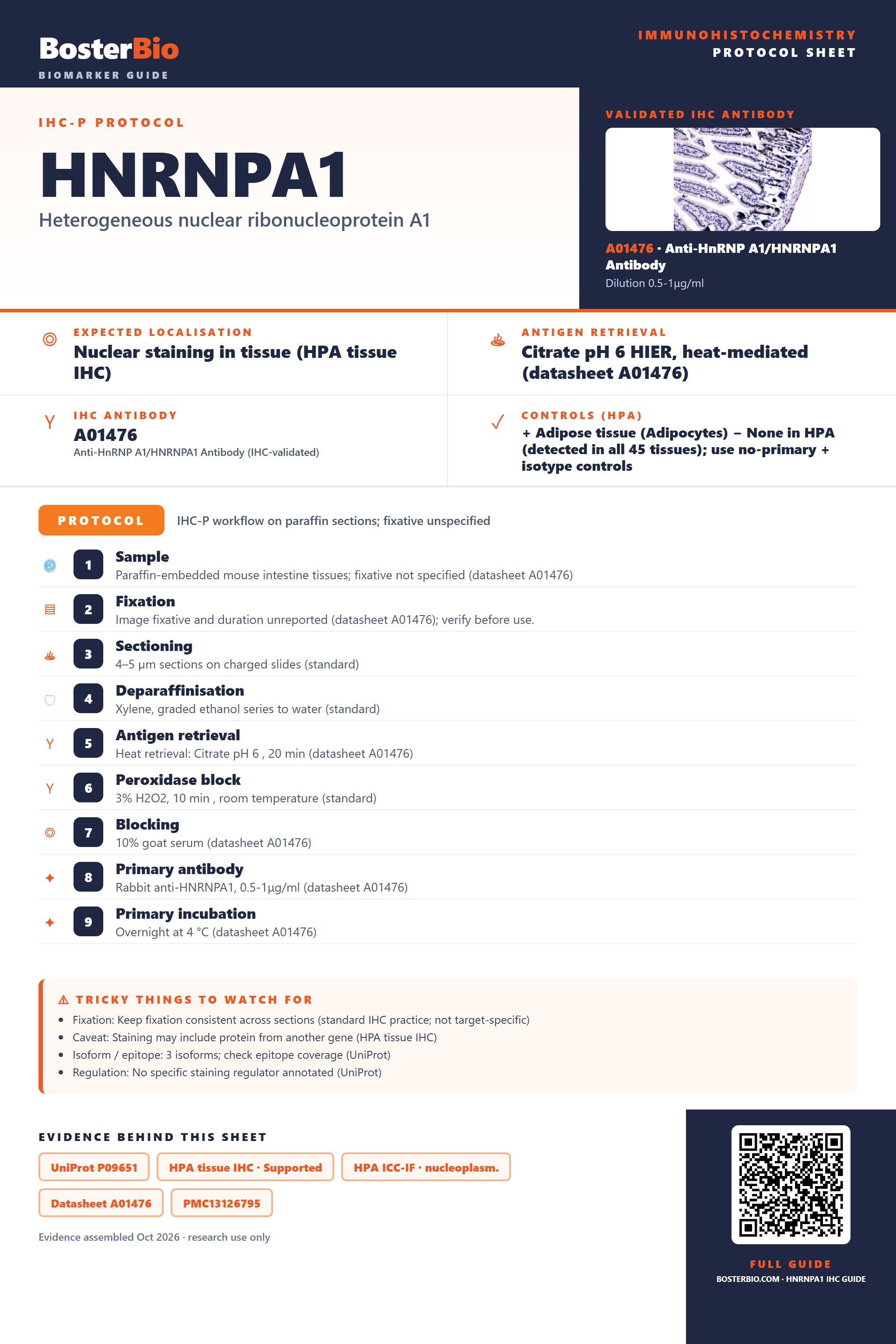 Immunohistochemistry protocol sheet for HNRNPA1 (IHC for HNRNPA1): expected localisation Nuclear staining in tissue (HPA tissue IHC), antibody A01476, validated IHC image, and IHC protocol steps