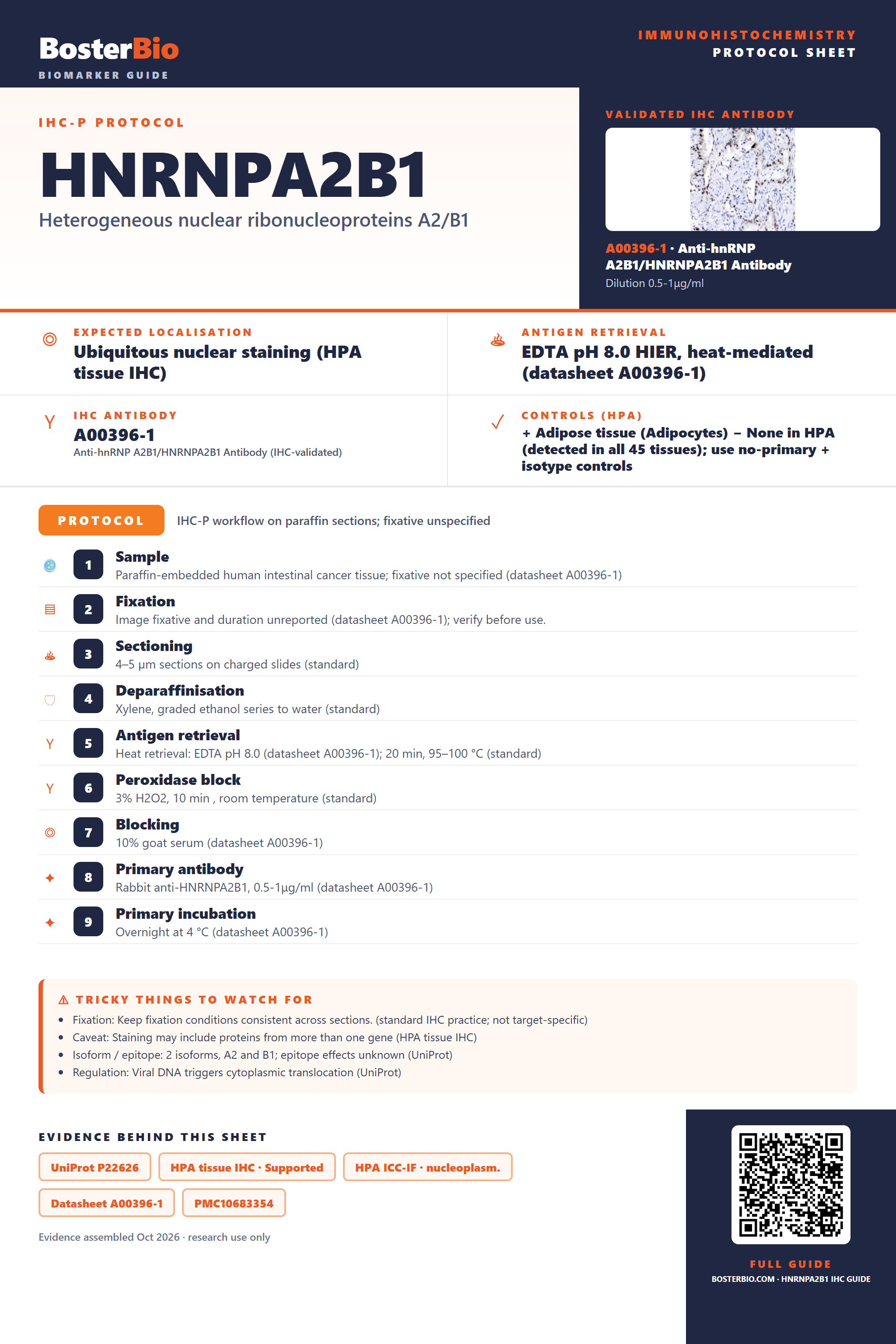 Immunohistochemistry protocol sheet for HNRNPA2B1 (IHC for HNRNPA2B1): expected localisation Ubiquitous nuclear staining (HPA tissue IHC), antibody A00396-1, validated IHC image, and IHC protocol steps