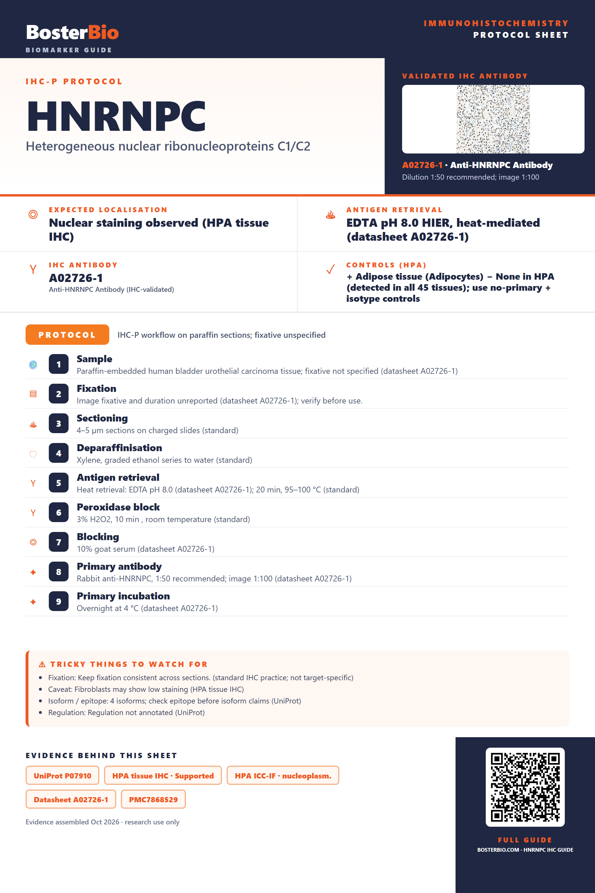 Immunohistochemistry protocol sheet for HNRNPC (IHC for HNRNPC): expected localisation Nuclear staining observed (HPA tissue IHC), antibody A02726-1, validated IHC image, and IHC protocol steps