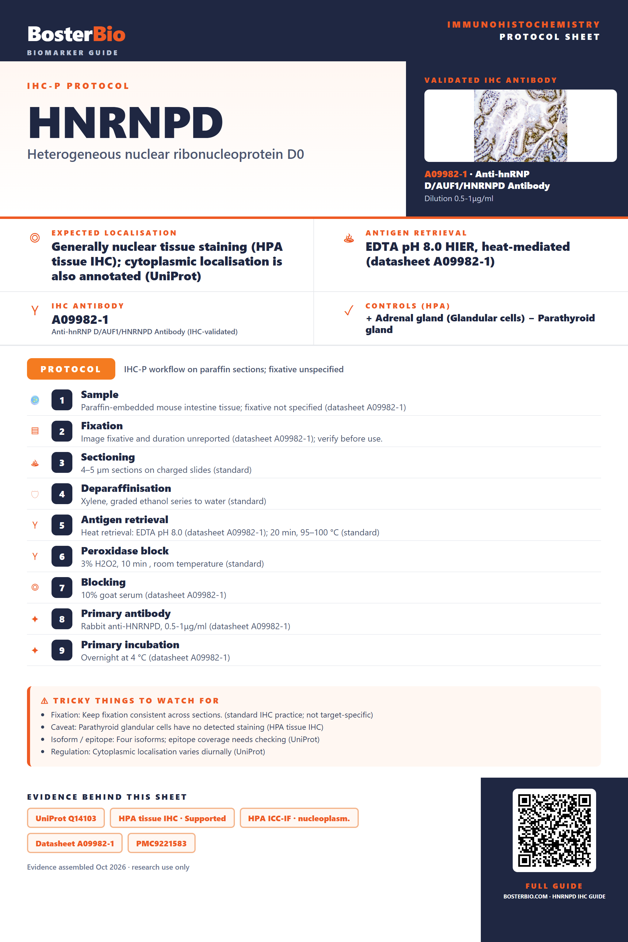Immunohistochemistry protocol sheet for HNRNPD (IHC for HNRNPD): expected localisation Generally nuclear tissue staining (HPA tissue IHC); cytoplasmic localisation is also annotated (UniProt), antibody A09982-1, validated IHC image, and IHC protocol steps