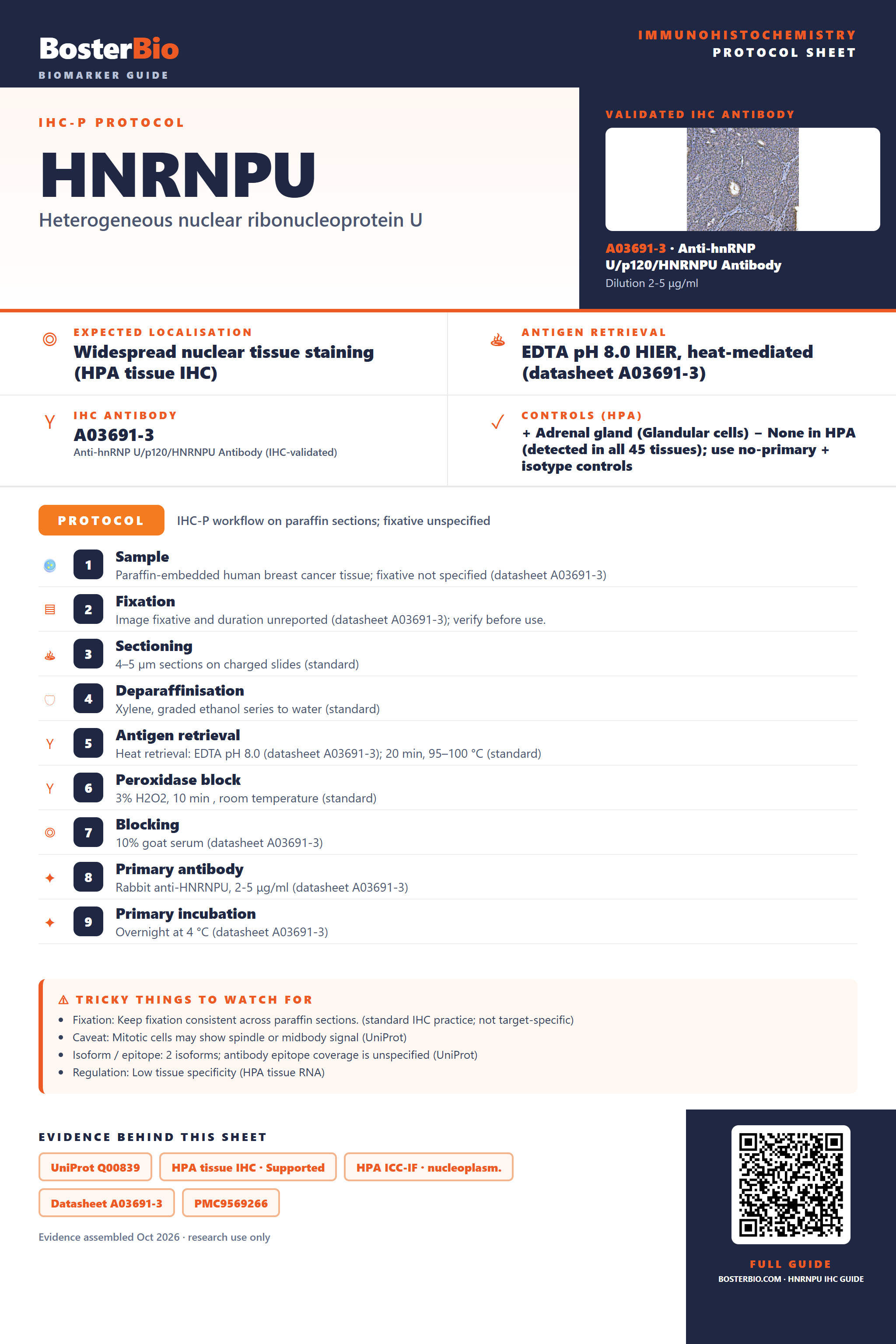Immunohistochemistry protocol sheet for HNRNPU (IHC for HNRNPU): expected localisation Widespread nuclear tissue staining (HPA tissue IHC), antibody A03691-3, validated IHC image, and IHC protocol steps