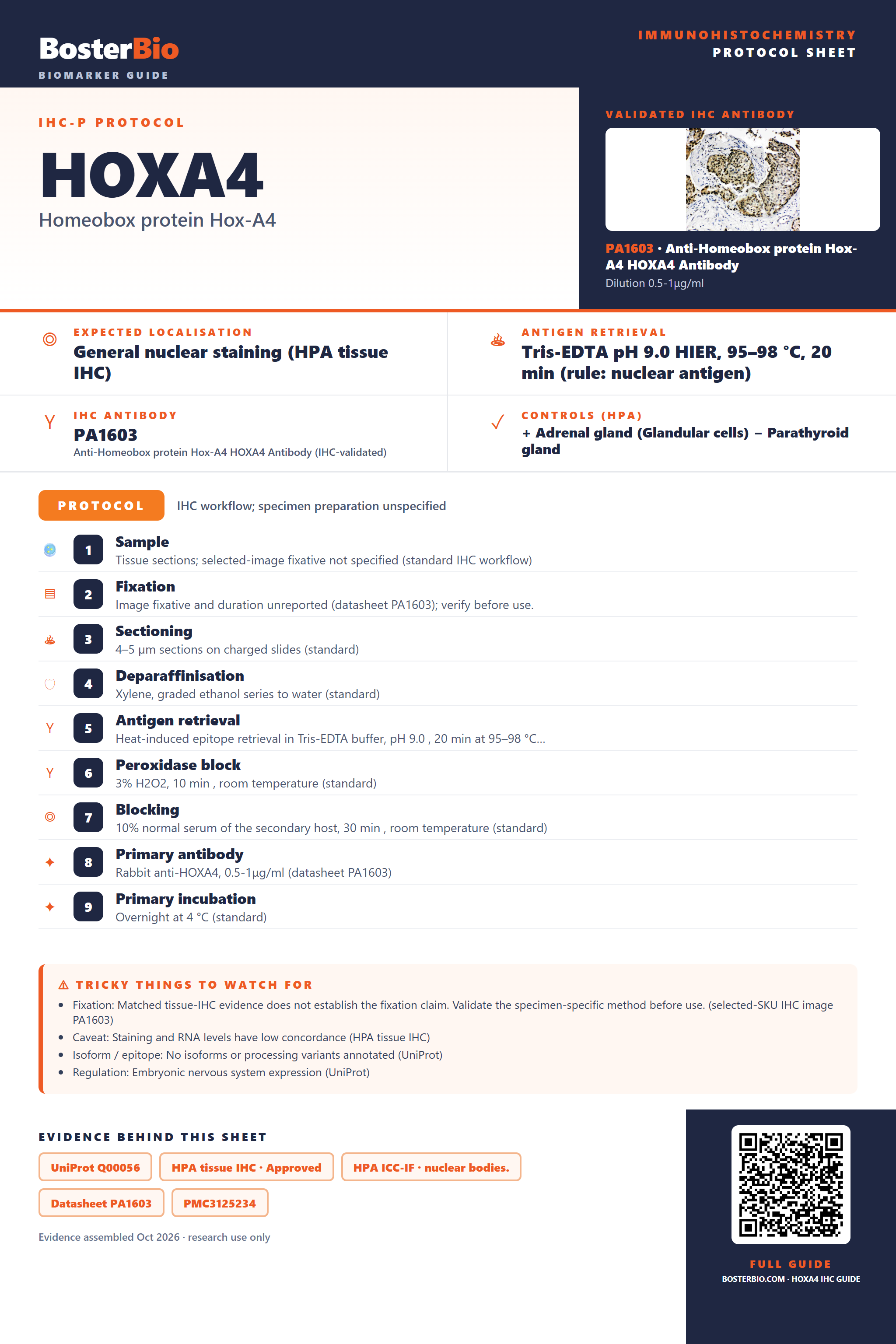 Immunohistochemistry protocol sheet for HOXA4 (IHC for HOXA4): expected localisation General nuclear staining (HPA tissue IHC), antibody PA1603, validated IHC image, and IHC protocol steps