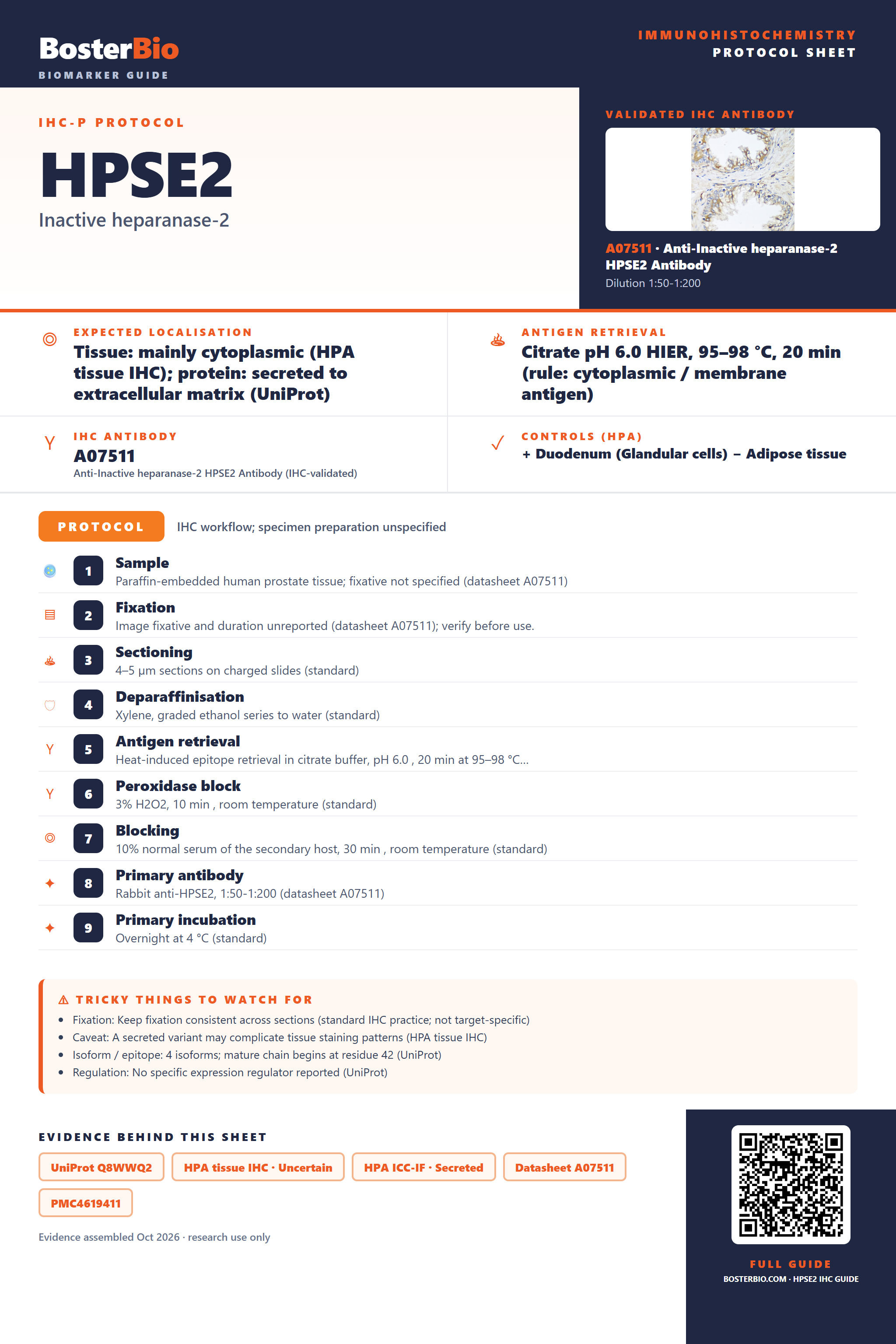 Immunohistochemistry protocol sheet for HPSE2 (IHC for HPSE2): expected localisation Tissue: mainly cytoplasmic (HPA tissue IHC); protein: secreted to extracellular matrix (UniProt), antibody A07511, validated IHC image, and IHC protocol steps