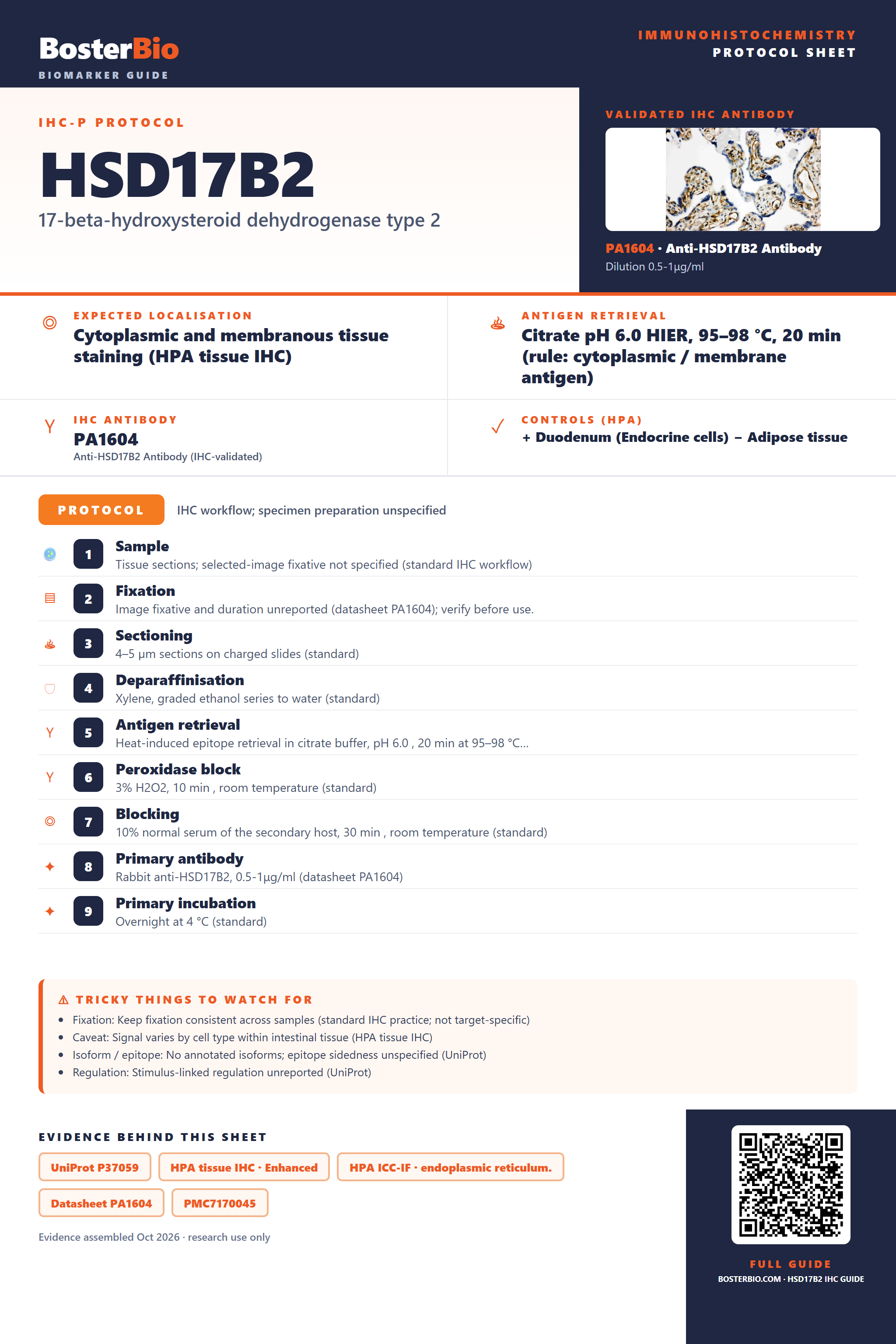 Immunohistochemistry protocol sheet for HSD17B2 (IHC for HSD17B2): expected localisation Cytoplasmic and membranous tissue staining (HPA tissue IHC), antibody PA1604, validated IHC image, and IHC protocol steps