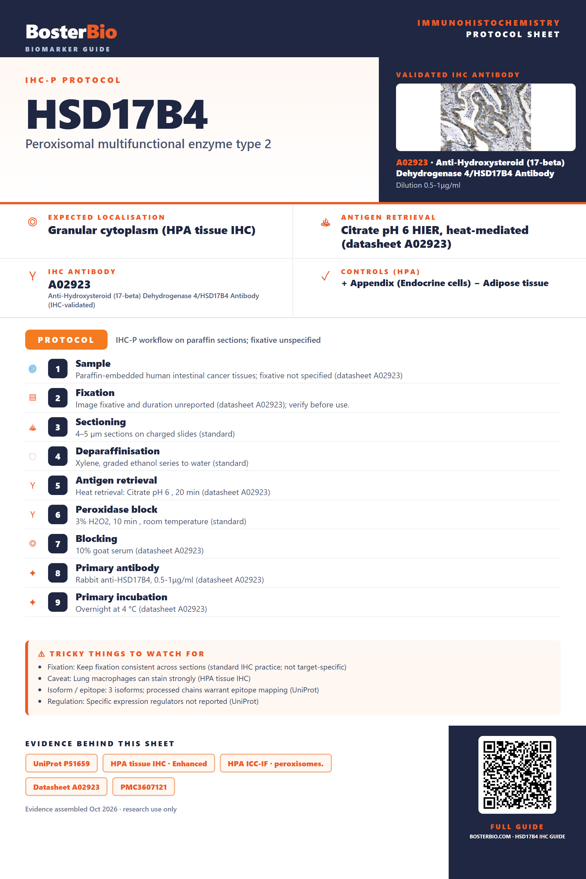 Immunohistochemistry protocol sheet for HSD17B4 (IHC for HSD17B4): expected localisation Granular cytoplasm (HPA tissue IHC), antibody A02923, validated IHC image, and IHC protocol steps