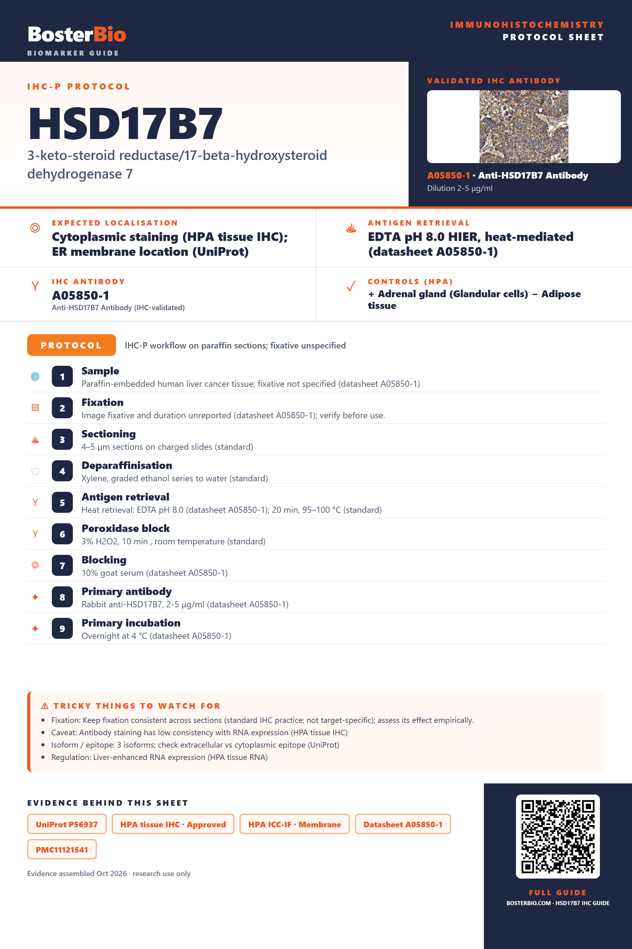 Immunohistochemistry protocol sheet for HSD17B7 (IHC for HSD17B7): expected localisation Cytoplasmic staining (HPA tissue IHC); ER membrane location (UniProt), antibody A05850-1, validated IHC image, and IHC protocol steps
