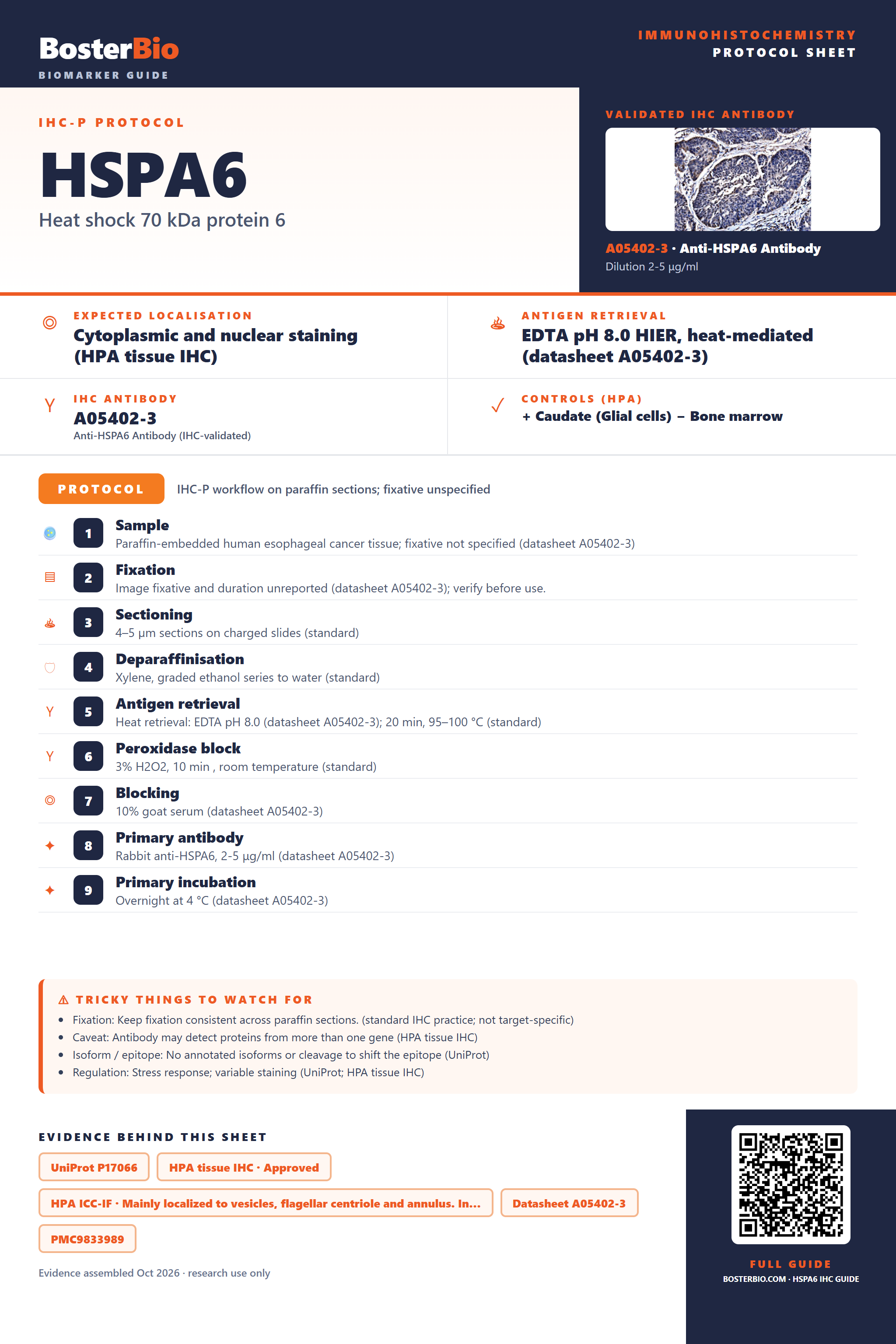 Immunohistochemistry protocol sheet for HSPA6 (IHC for HSPA6): expected localisation Cytoplasmic and nuclear staining (HPA tissue IHC), antibody A05402-3, validated IHC image, and IHC protocol steps