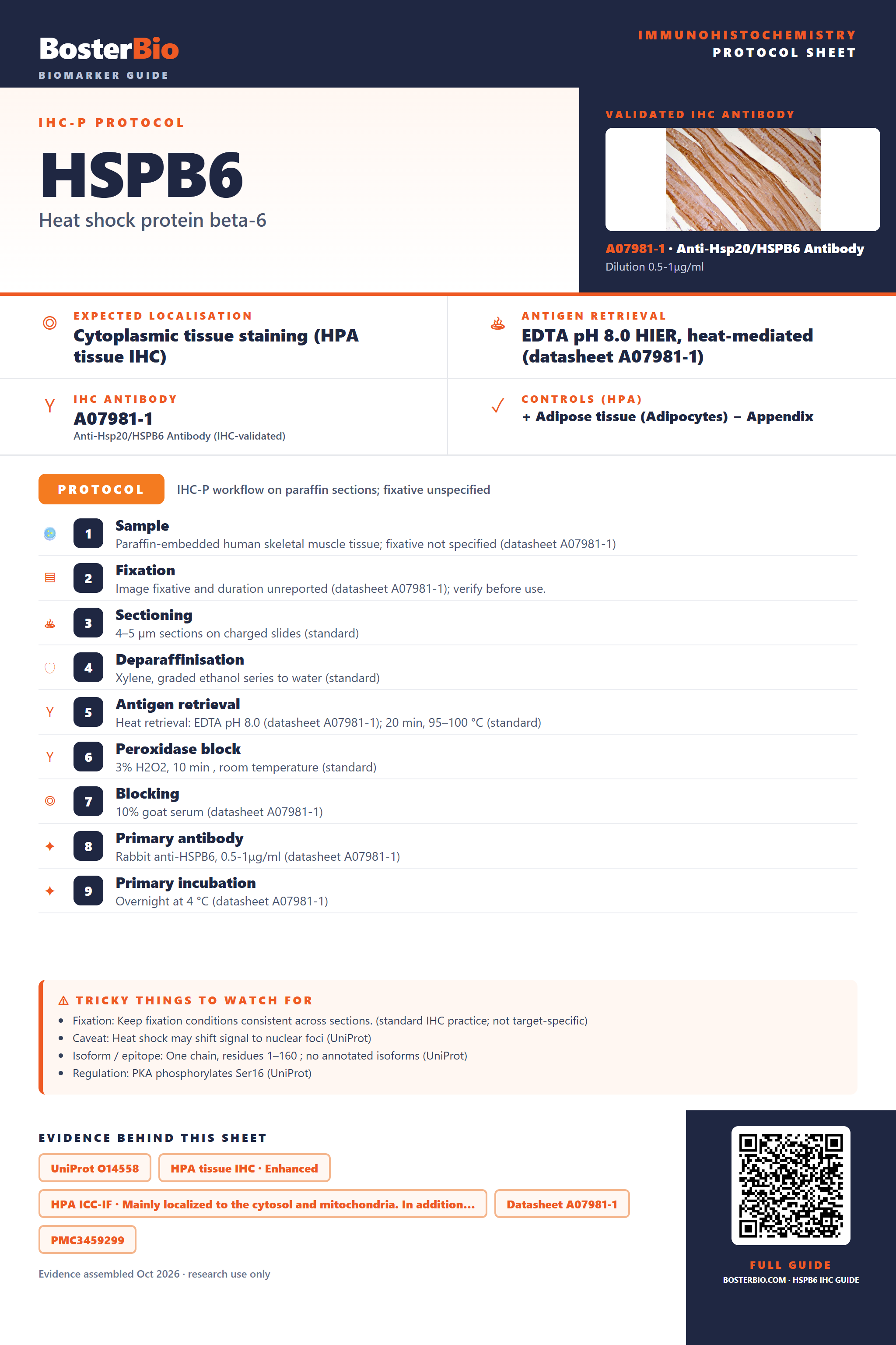 Immunohistochemistry protocol sheet for HSPB6 (IHC for HSPB6): expected localisation Cytoplasmic tissue staining (HPA tissue IHC), antibody A07981-1, validated IHC image, and IHC protocol steps