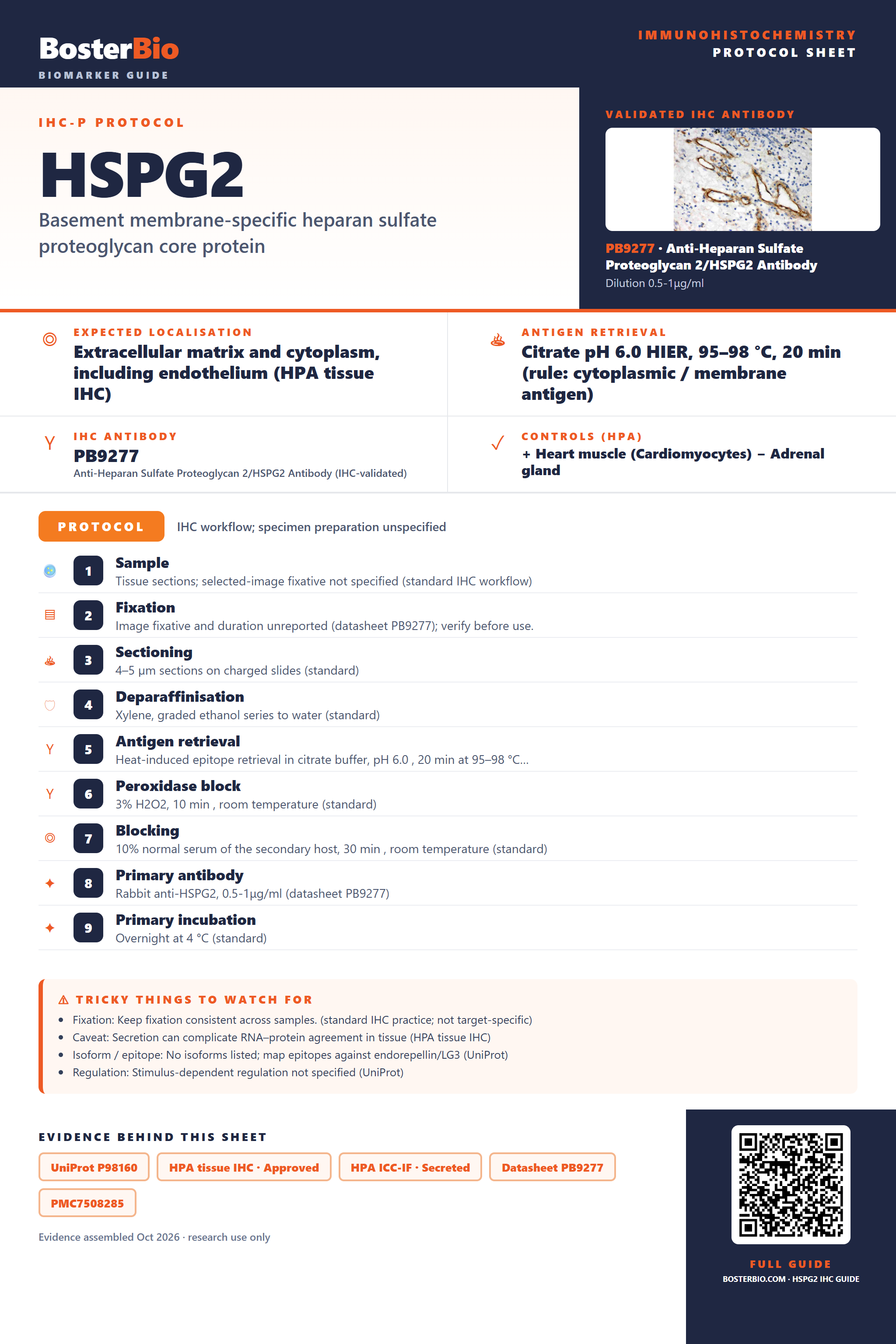 Immunohistochemistry protocol sheet for HSPG2 (IHC for HSPG2): expected localisation Extracellular matrix and cytoplasm, including endothelium (HPA tissue IHC), antibody PB9277, validated IHC image, and IHC protocol steps