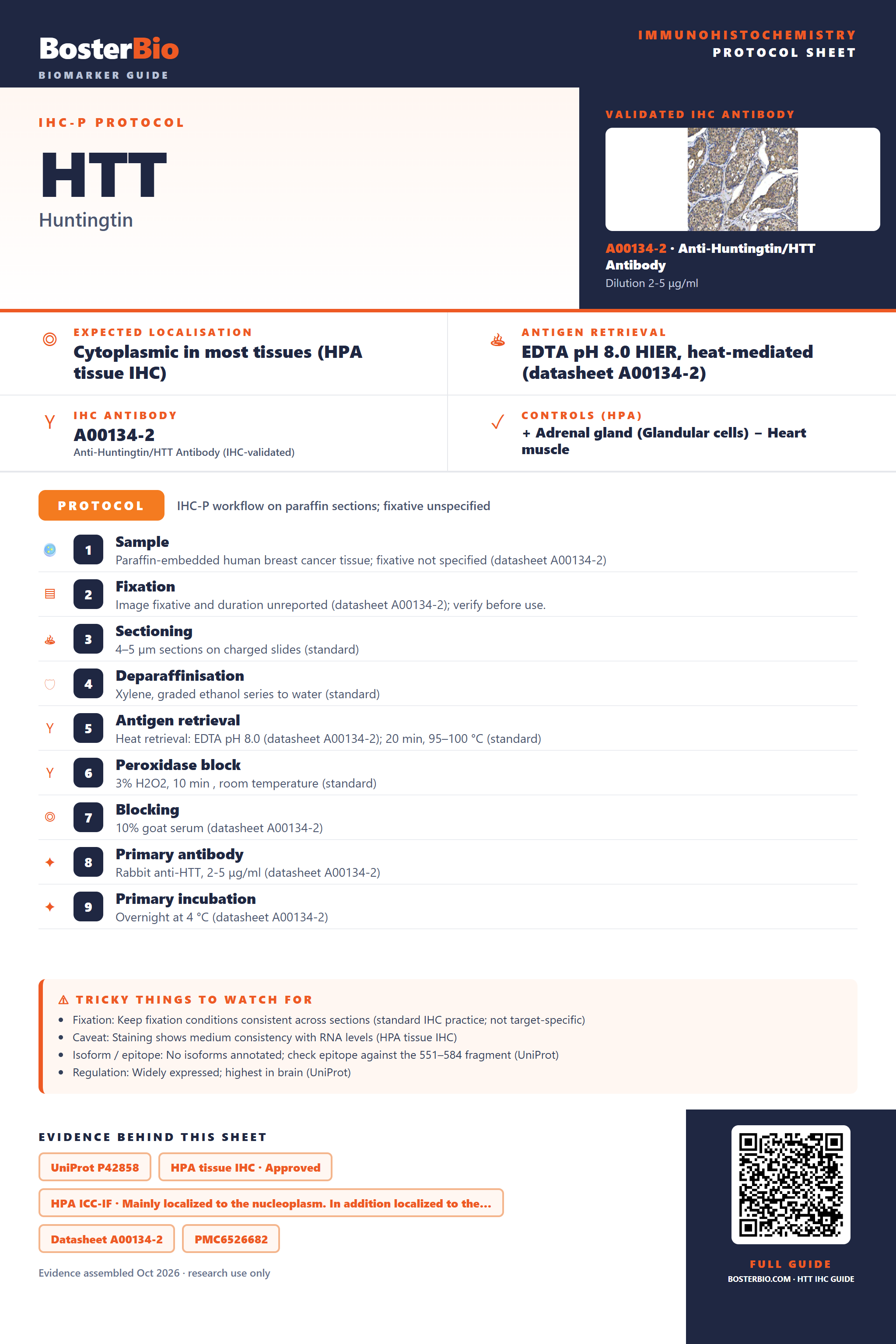 Immunohistochemistry protocol sheet for HTT (IHC for HTT): expected localisation Cytoplasmic in most tissues (HPA tissue IHC), antibody A00134-2, validated IHC image, and IHC protocol steps