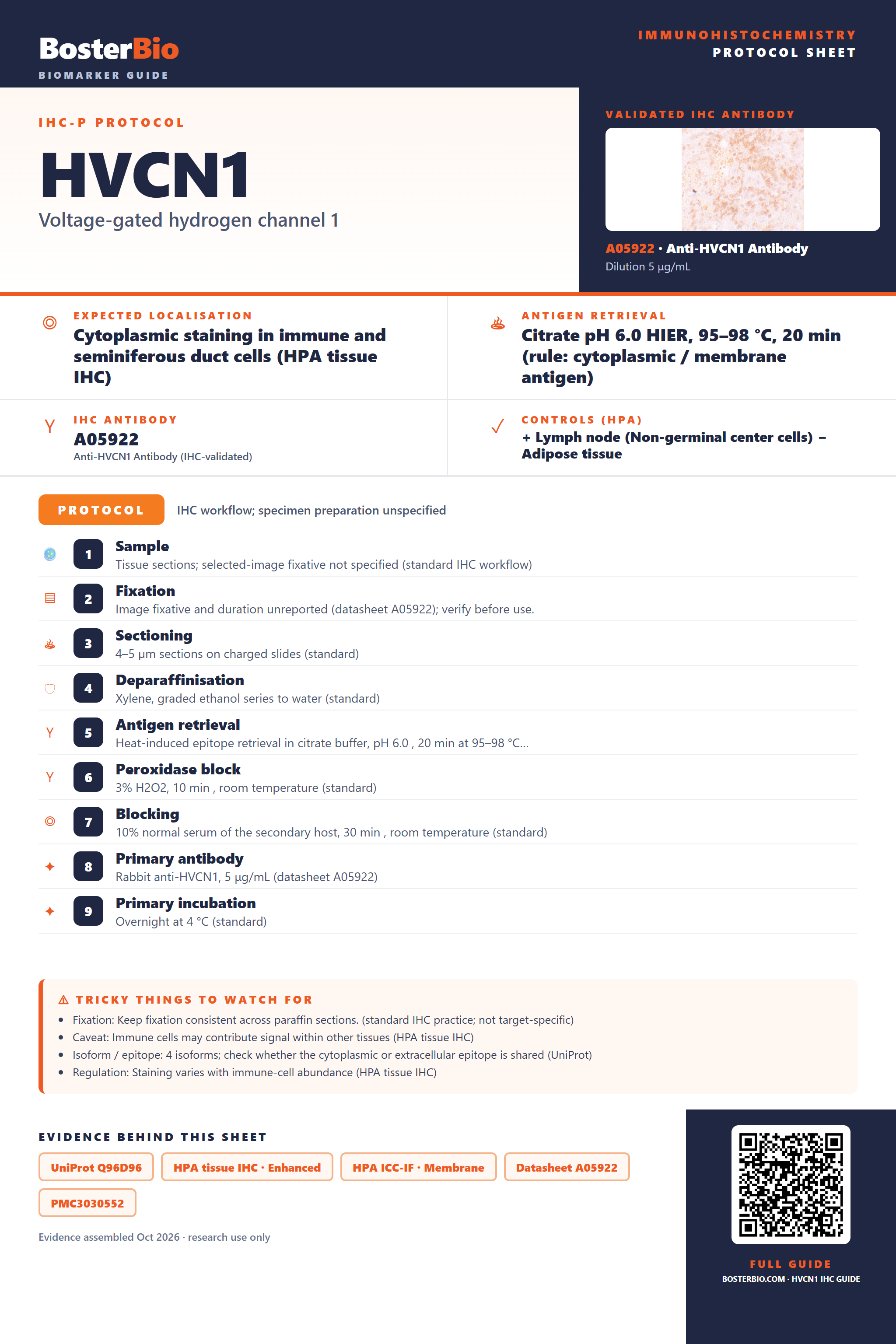 Immunohistochemistry protocol sheet for HVCN1 (IHC for HVCN1): expected localisation Cytoplasmic staining in immune and seminiferous duct cells (HPA tissue IHC), antibody A05922, validated IHC image, and IHC protocol steps