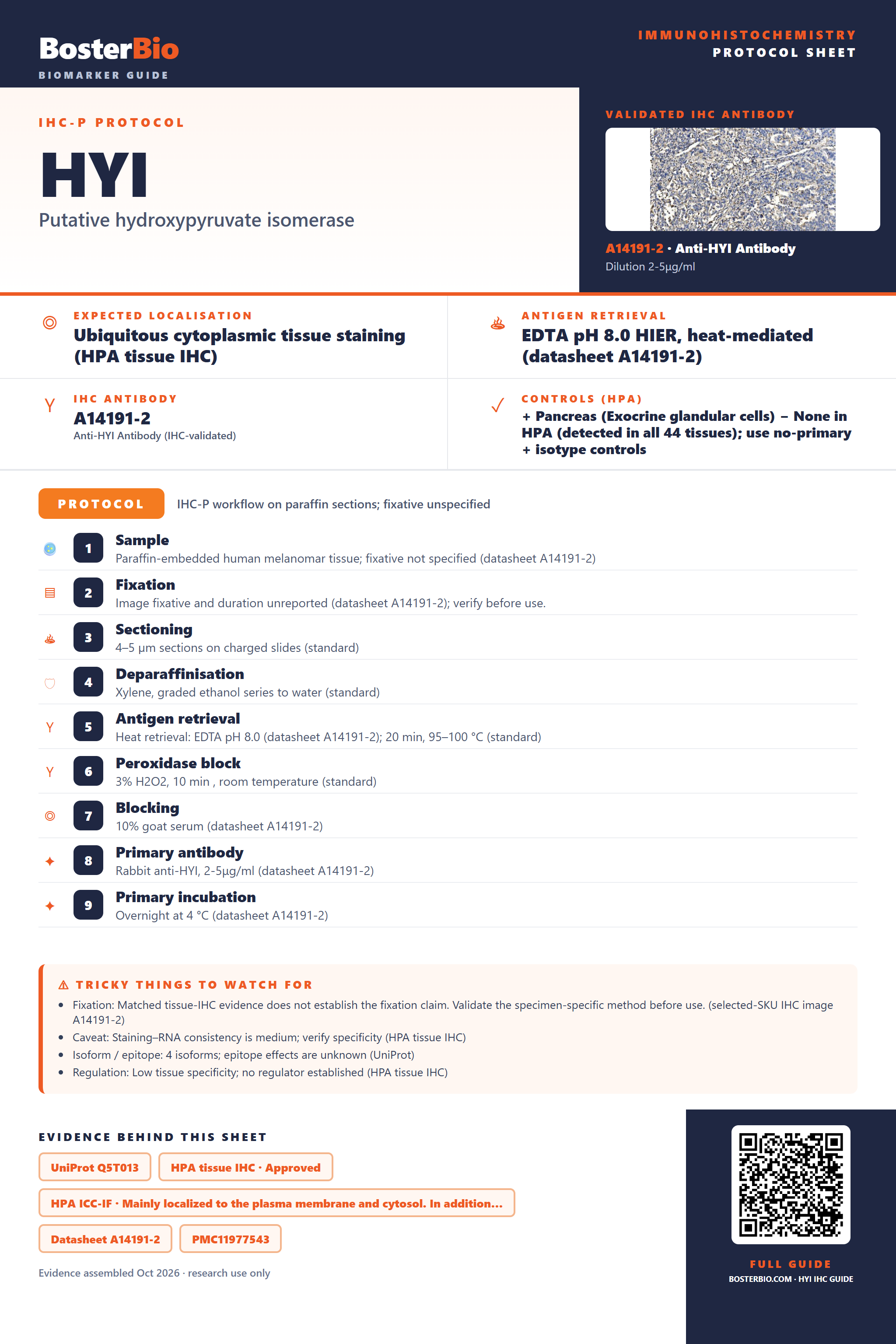 Immunohistochemistry protocol sheet for HYI (IHC for HYI): expected localisation Ubiquitous cytoplasmic tissue staining (HPA tissue IHC), antibody A14191-2, validated IHC image, and IHC protocol steps