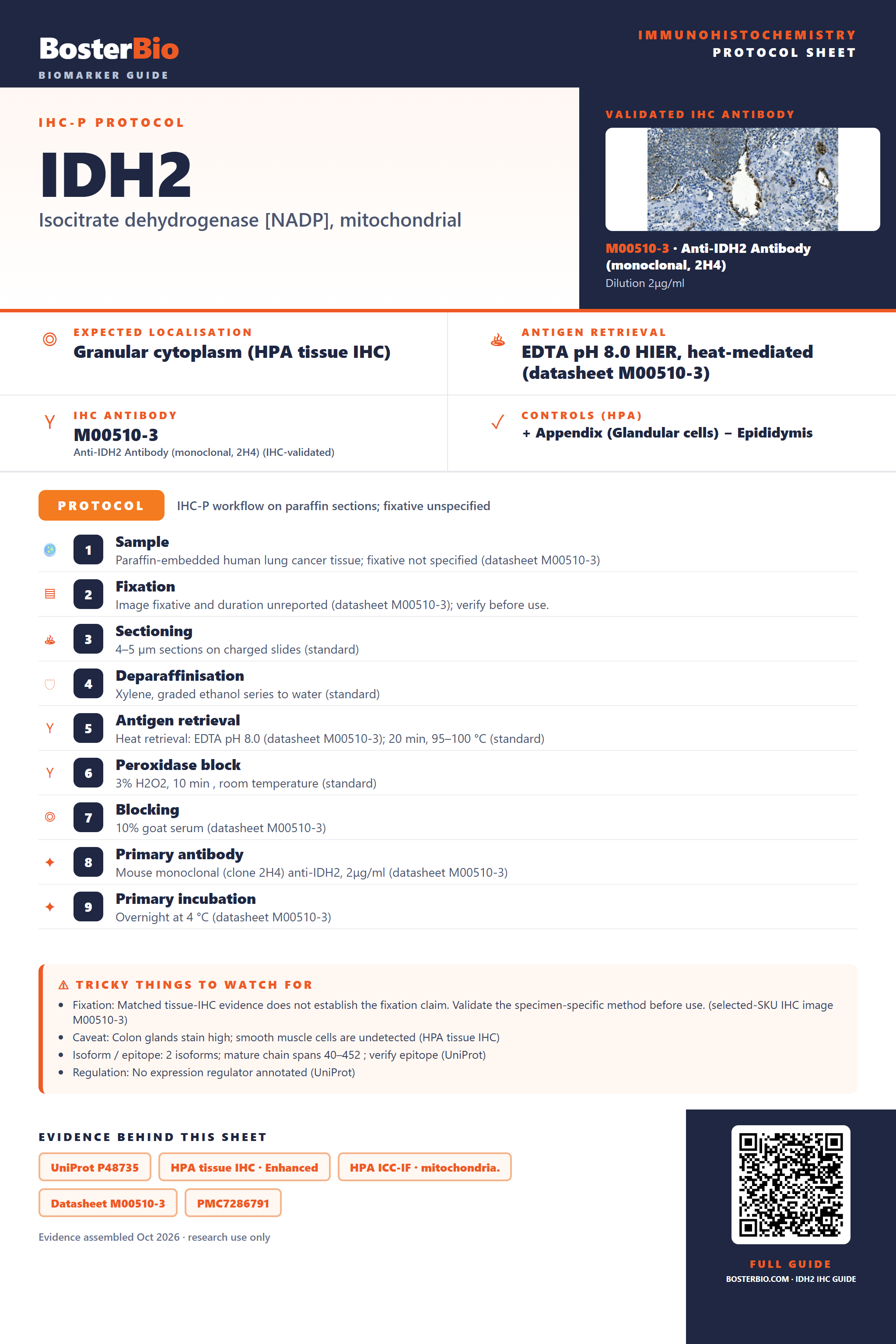 Immunohistochemistry protocol sheet for IDH2 (IHC for IDH2): expected localisation Granular cytoplasm (HPA tissue IHC), antibody M00510-3, validated IHC image, and IHC protocol steps