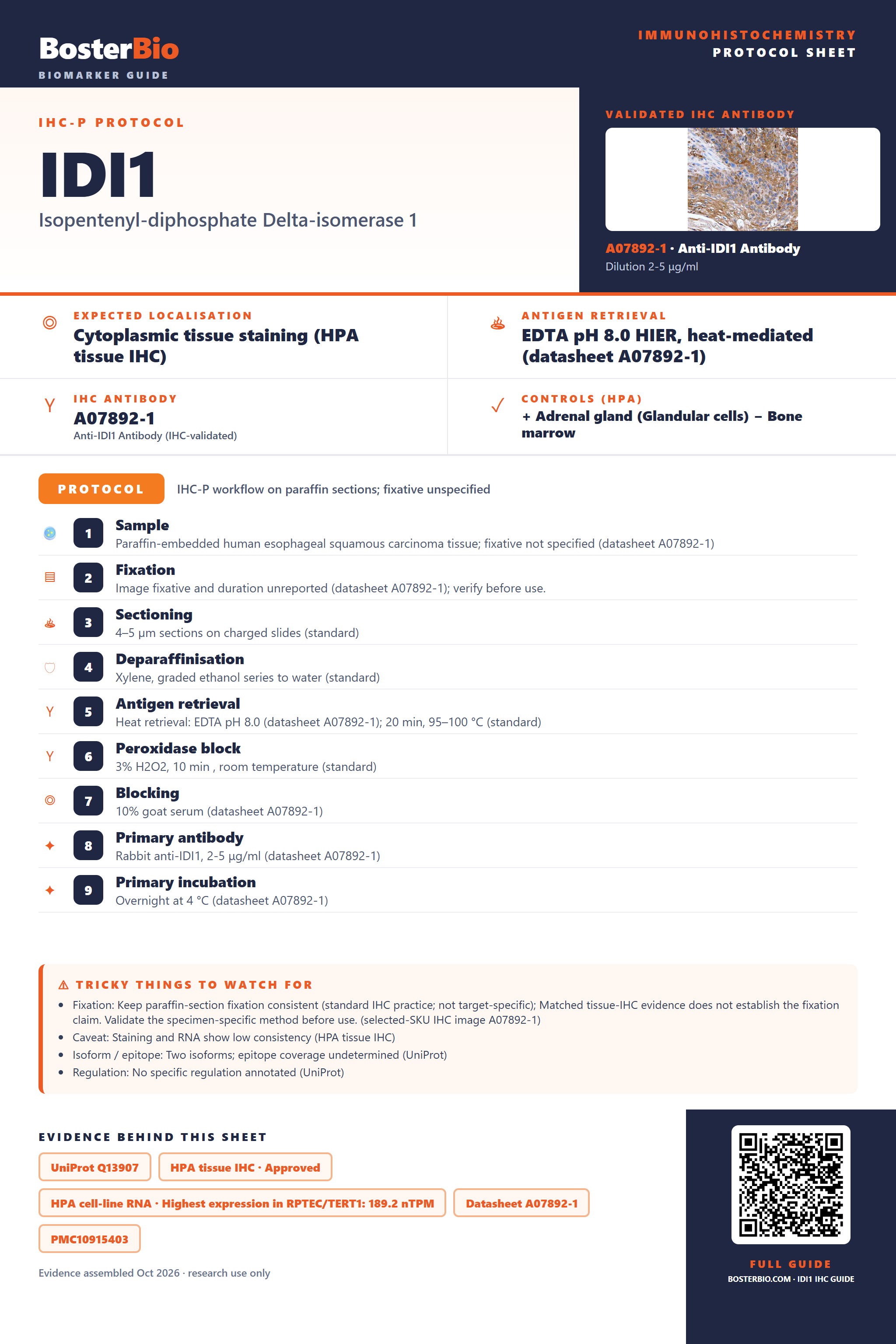 Immunohistochemistry protocol sheet for IDI1 (IHC for IDI1): expected localisation Cytoplasmic tissue staining (HPA tissue IHC), antibody A07892-1, validated IHC image, and IHC protocol steps