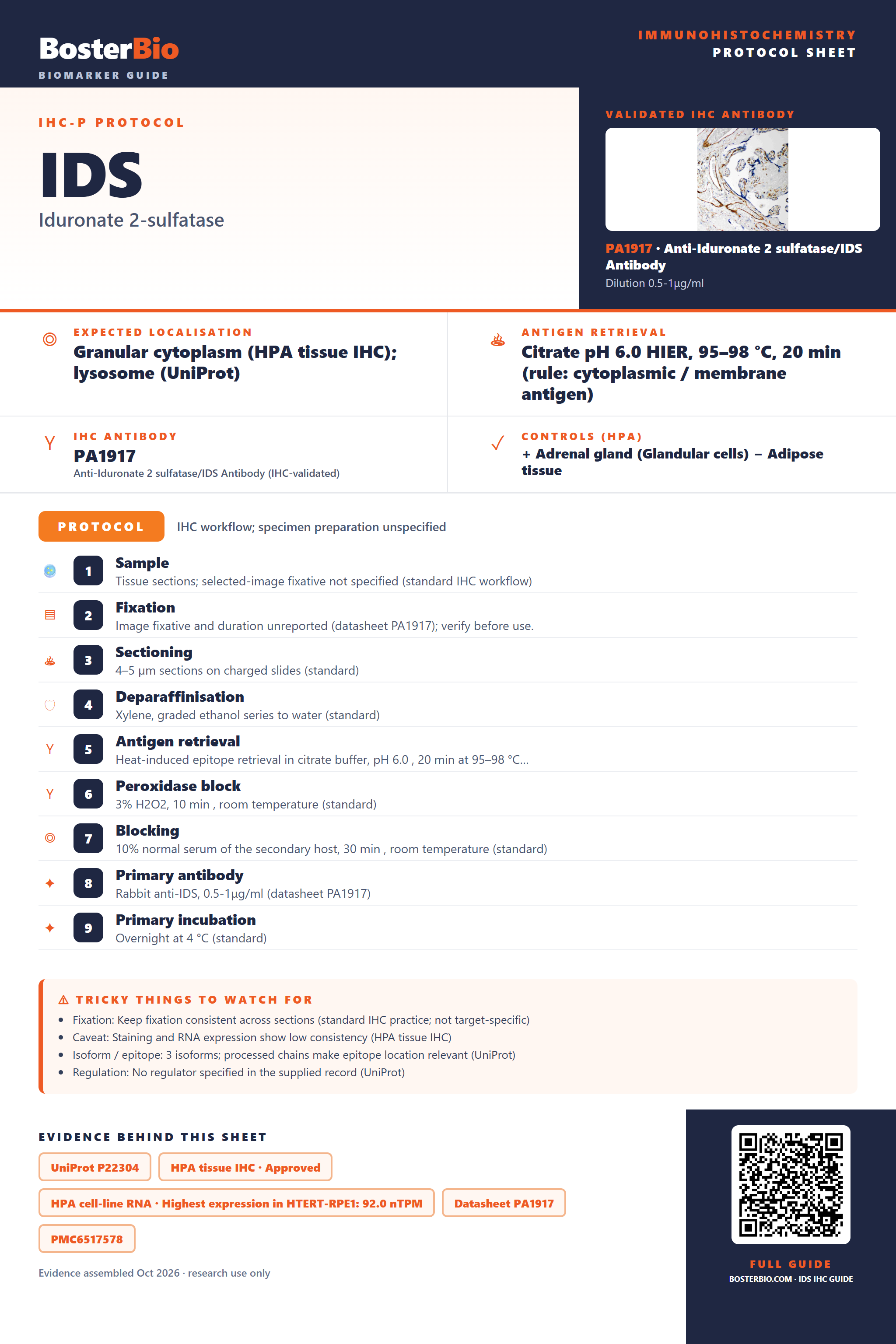 Immunohistochemistry protocol sheet for IDS (IHC for IDS): expected localisation Granular cytoplasm (HPA tissue IHC); lysosome (UniProt), antibody PA1917, validated IHC image, and IHC protocol steps