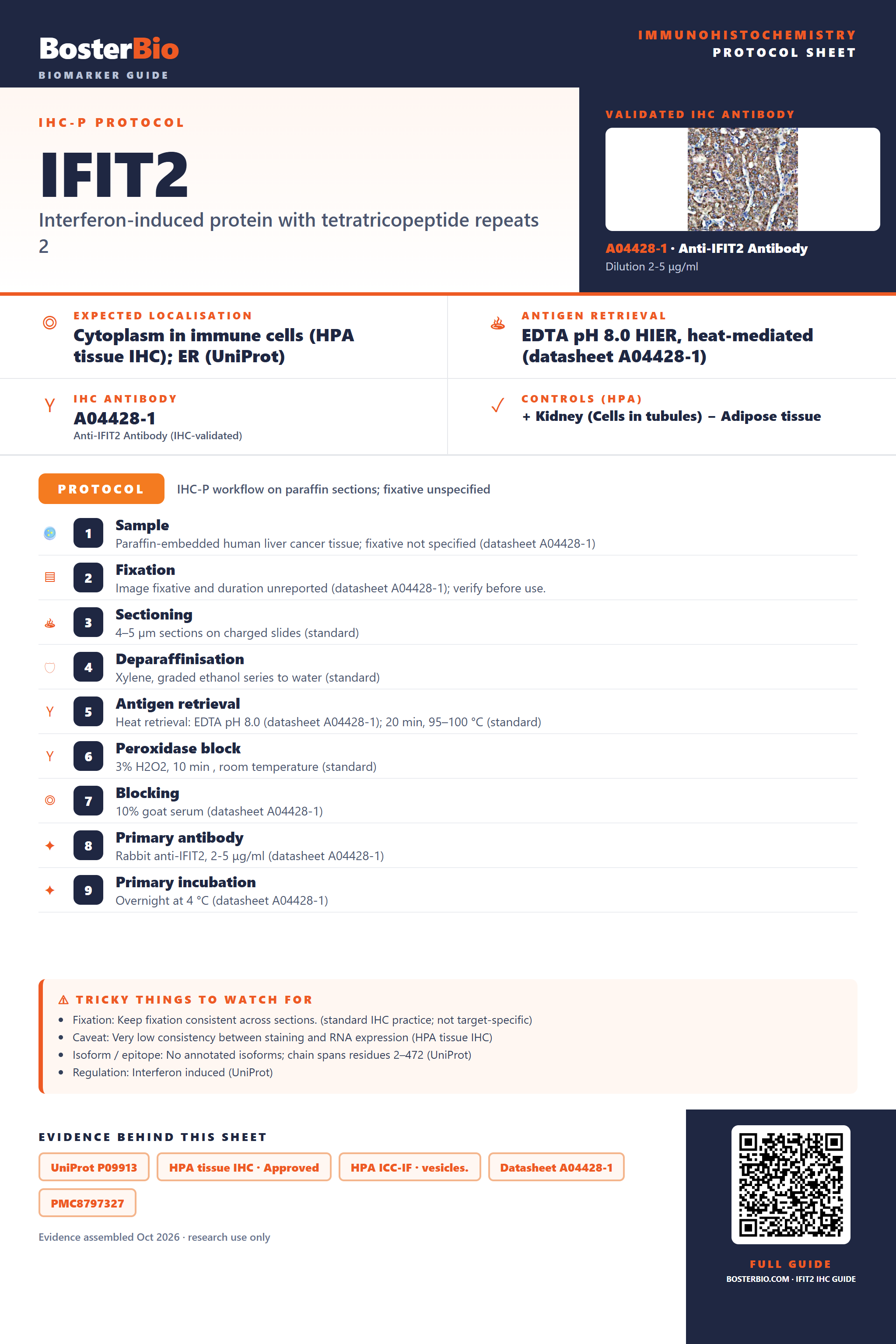 Immunohistochemistry protocol sheet for IFIT2 (IHC for IFIT2): expected localisation Cytoplasm in immune cells (HPA tissue IHC); ER (UniProt), antibody A04428-1, validated IHC image, and IHC protocol steps