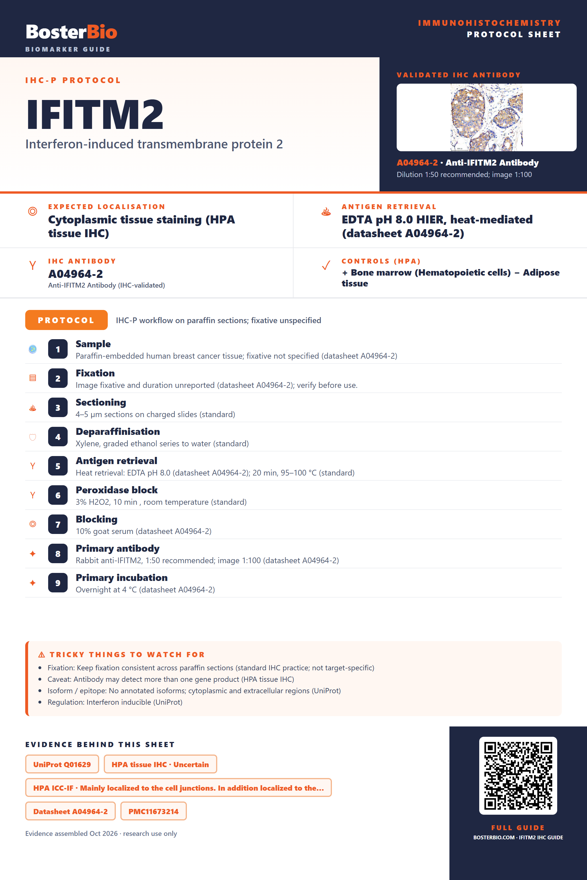 Immunohistochemistry protocol sheet for IFITM2 (IHC for IFITM2): expected localisation Cytoplasmic tissue staining (HPA tissue IHC), antibody A04964-2, validated IHC image, and IHC protocol steps