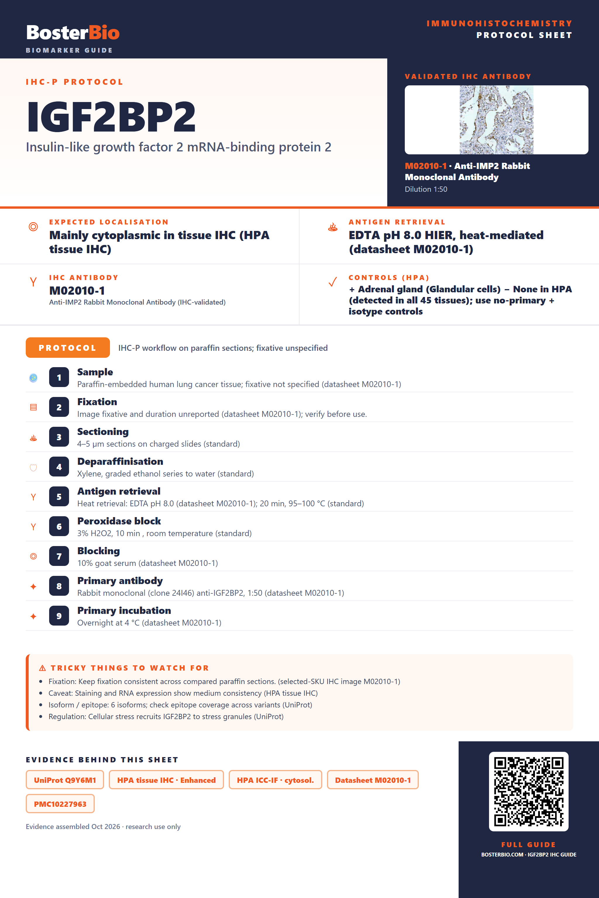 Immunohistochemistry protocol sheet for IGF2BP2 (IHC for IGF2BP2): expected localisation Mainly cytoplasmic in tissue IHC (HPA tissue IHC), antibody M02010-1, validated IHC image, and IHC protocol steps