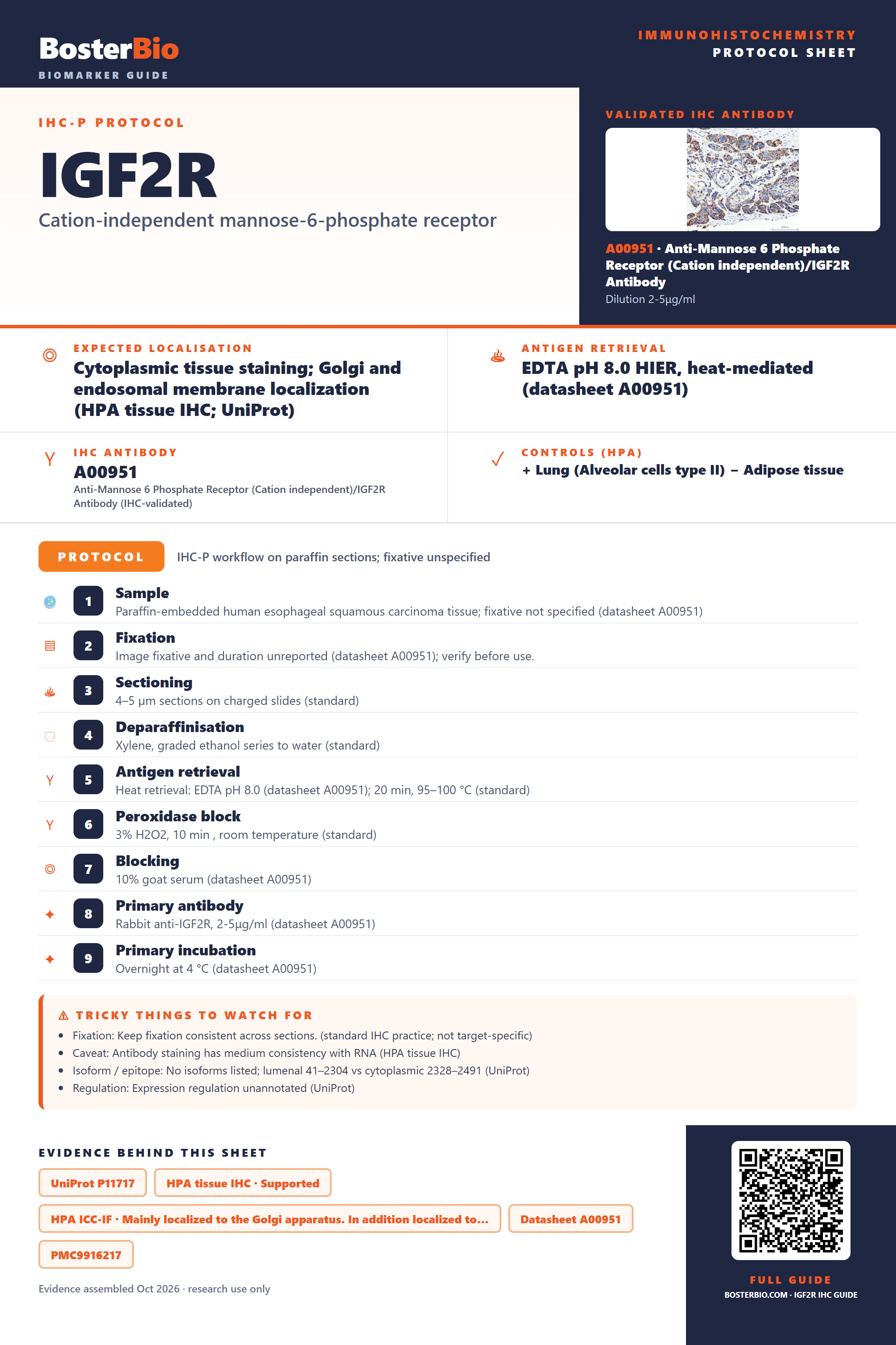 Immunohistochemistry protocol sheet for IGF2R (IHC for IGF2R): expected localisation Cytoplasmic tissue staining; Golgi and endosomal membrane localization (HPA tissue IHC; UniProt), antibody A00951, validated IHC image, and IHC protocol steps