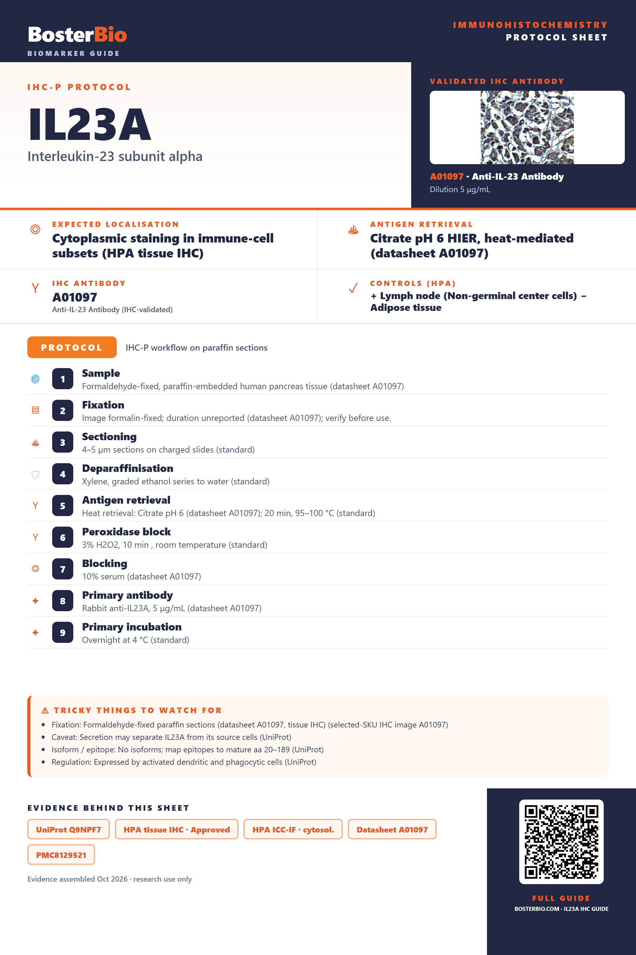 Immunohistochemistry protocol sheet for IL23A (IHC for IL23A): expected localisation Cytoplasmic staining in immune-cell subsets (HPA tissue IHC), antibody A01097, validated IHC image, and IHC protocol steps