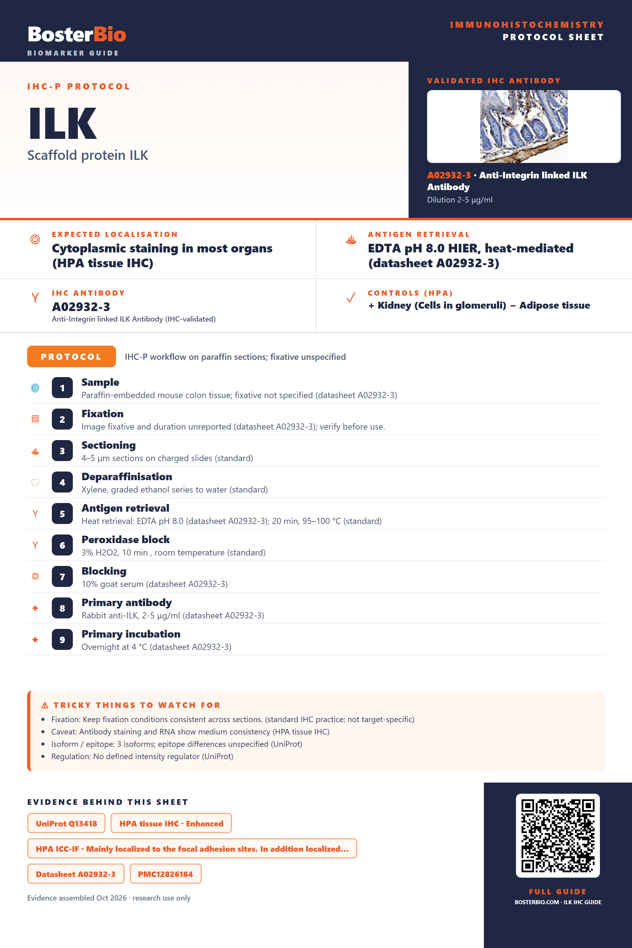 Immunohistochemistry protocol sheet for ILK (IHC for ILK): expected localisation Cytoplasmic staining in most organs (HPA tissue IHC), antibody A02932-3, validated IHC image, and IHC protocol steps