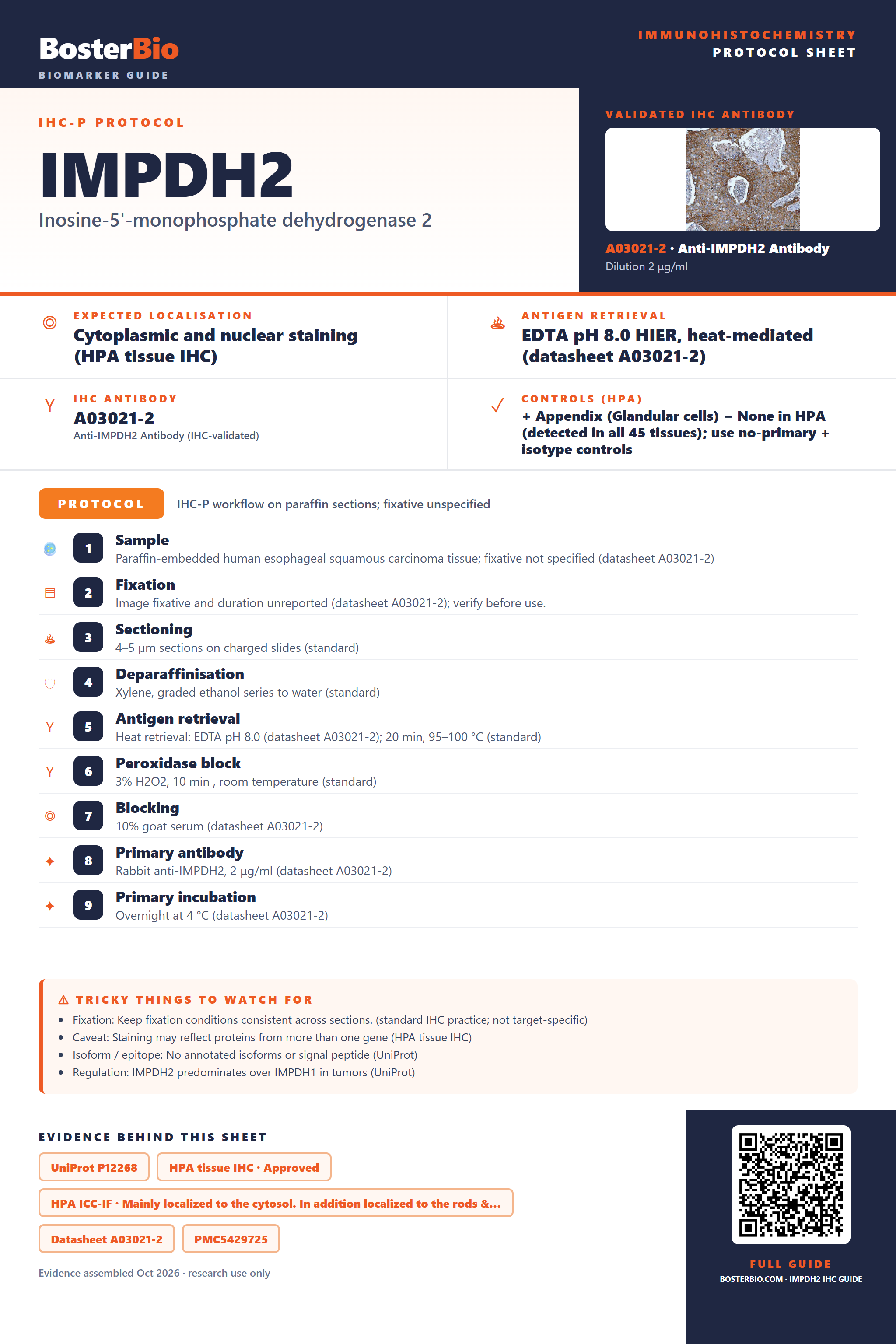 Immunohistochemistry protocol sheet for IMPDH2 (IHC for IMPDH2): expected localisation Cytoplasmic and nuclear staining (HPA tissue IHC), antibody A03021-2, validated IHC image, and IHC protocol steps