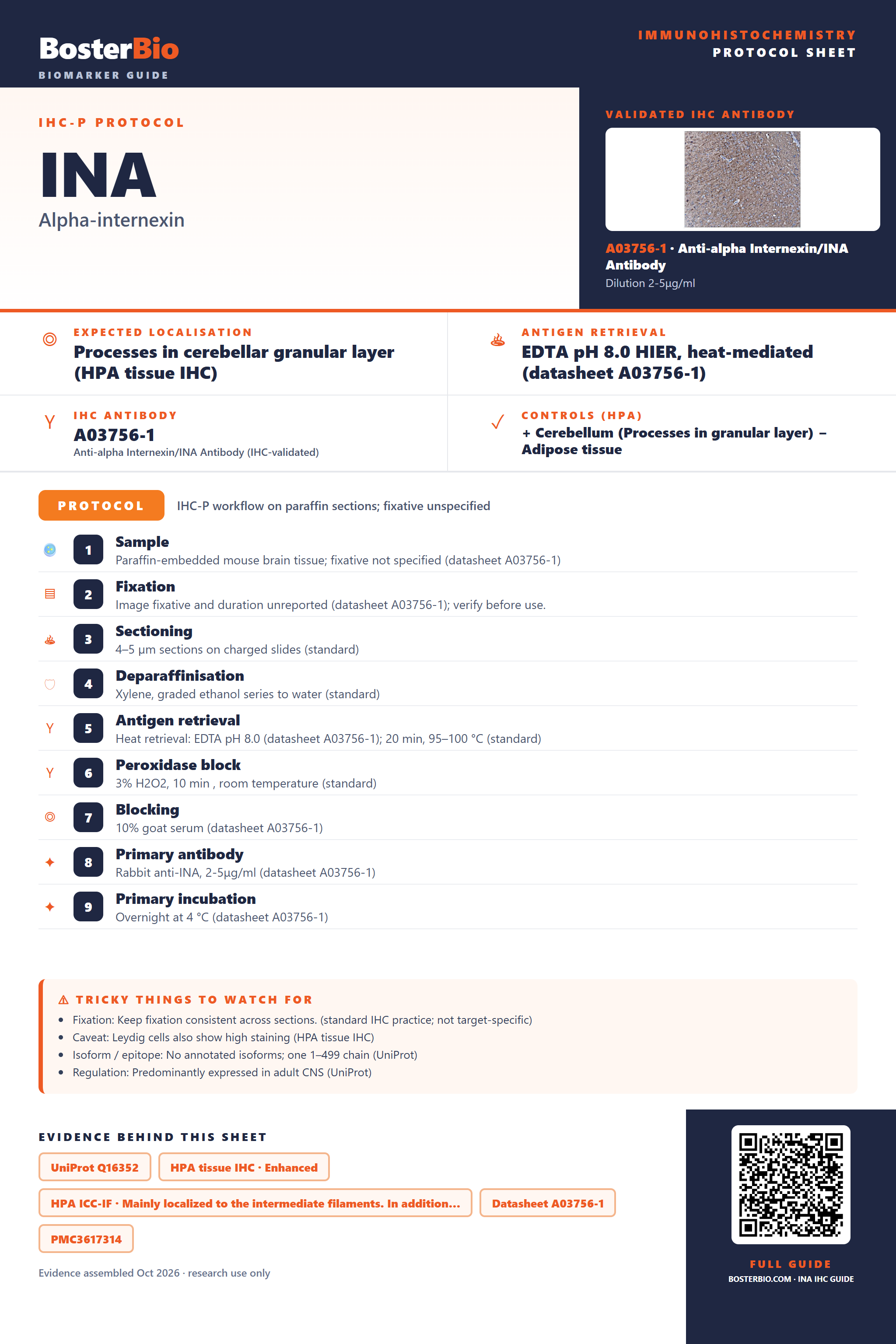 Immunohistochemistry protocol sheet for INA (IHC for INA): expected localisation Processes in cerebellar granular layer (HPA tissue IHC), antibody A03756-1, validated IHC image, and IHC protocol steps