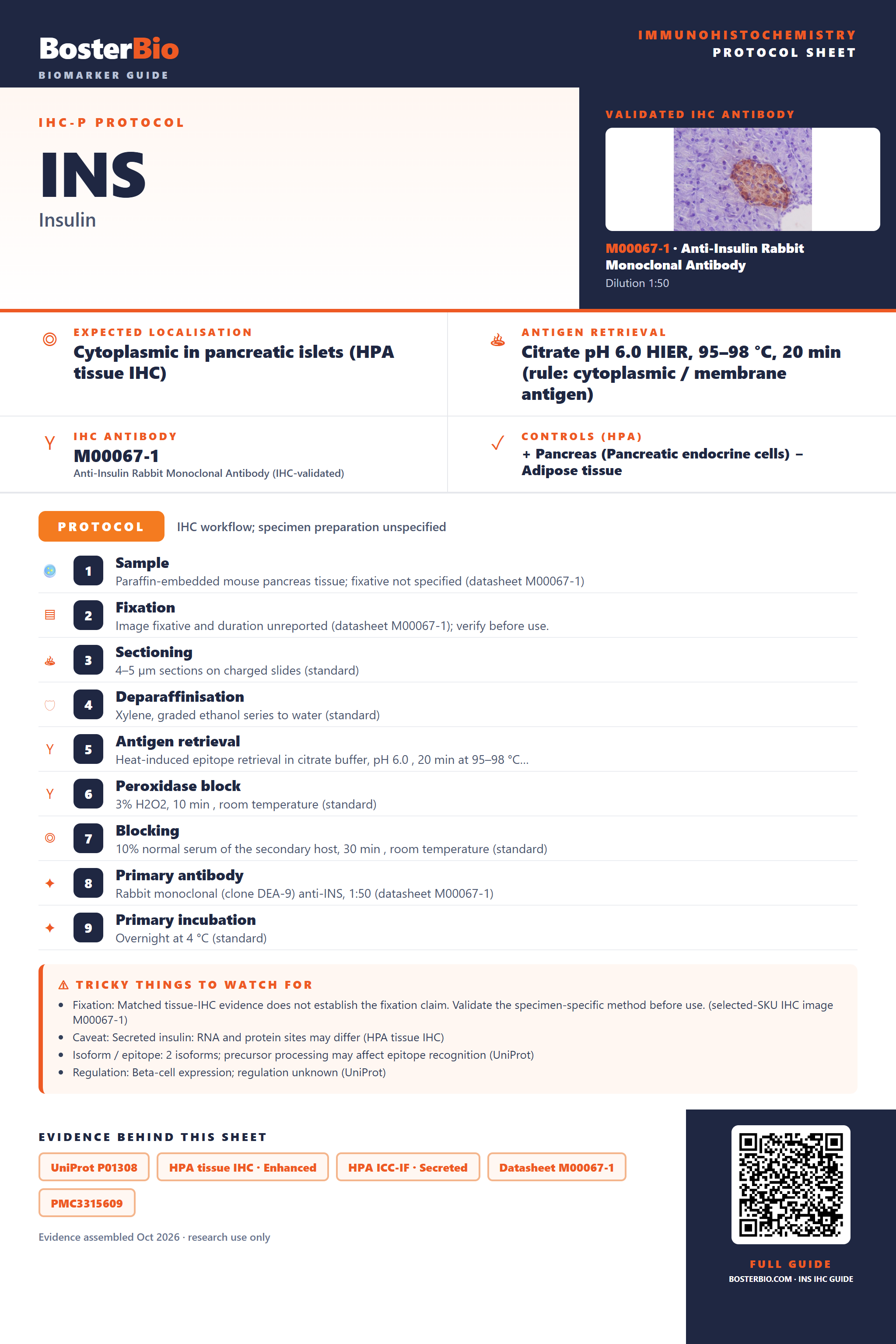 Immunohistochemistry protocol sheet for INS (IHC for INS): expected localisation Cytoplasmic in pancreatic islets (HPA tissue IHC), antibody M00067-1, validated IHC image, and IHC protocol steps