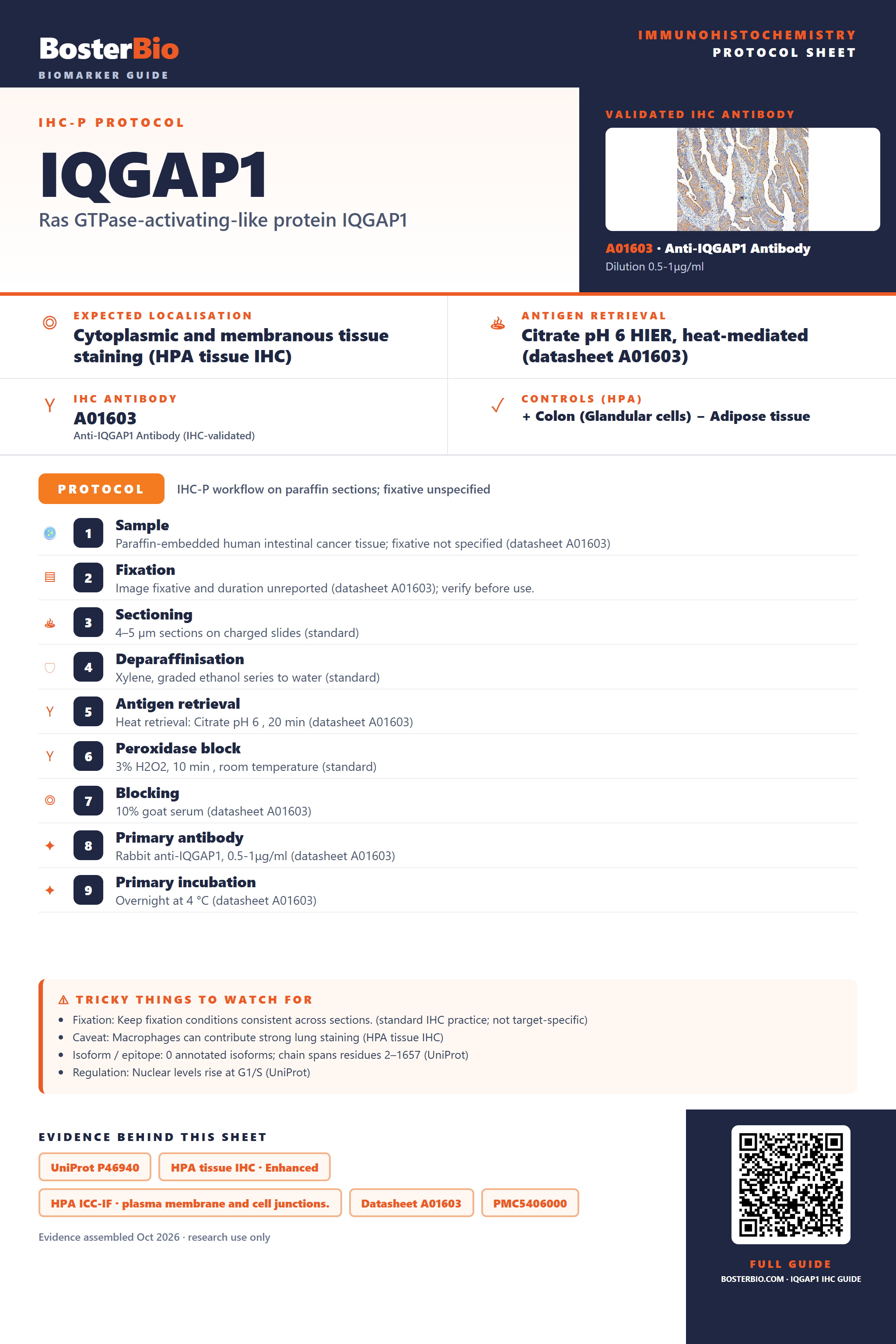Immunohistochemistry protocol sheet for IQGAP1 (IHC for IQGAP1): expected localisation Cytoplasmic and membranous tissue staining (HPA tissue IHC), antibody A01603, validated IHC image, and IHC protocol steps