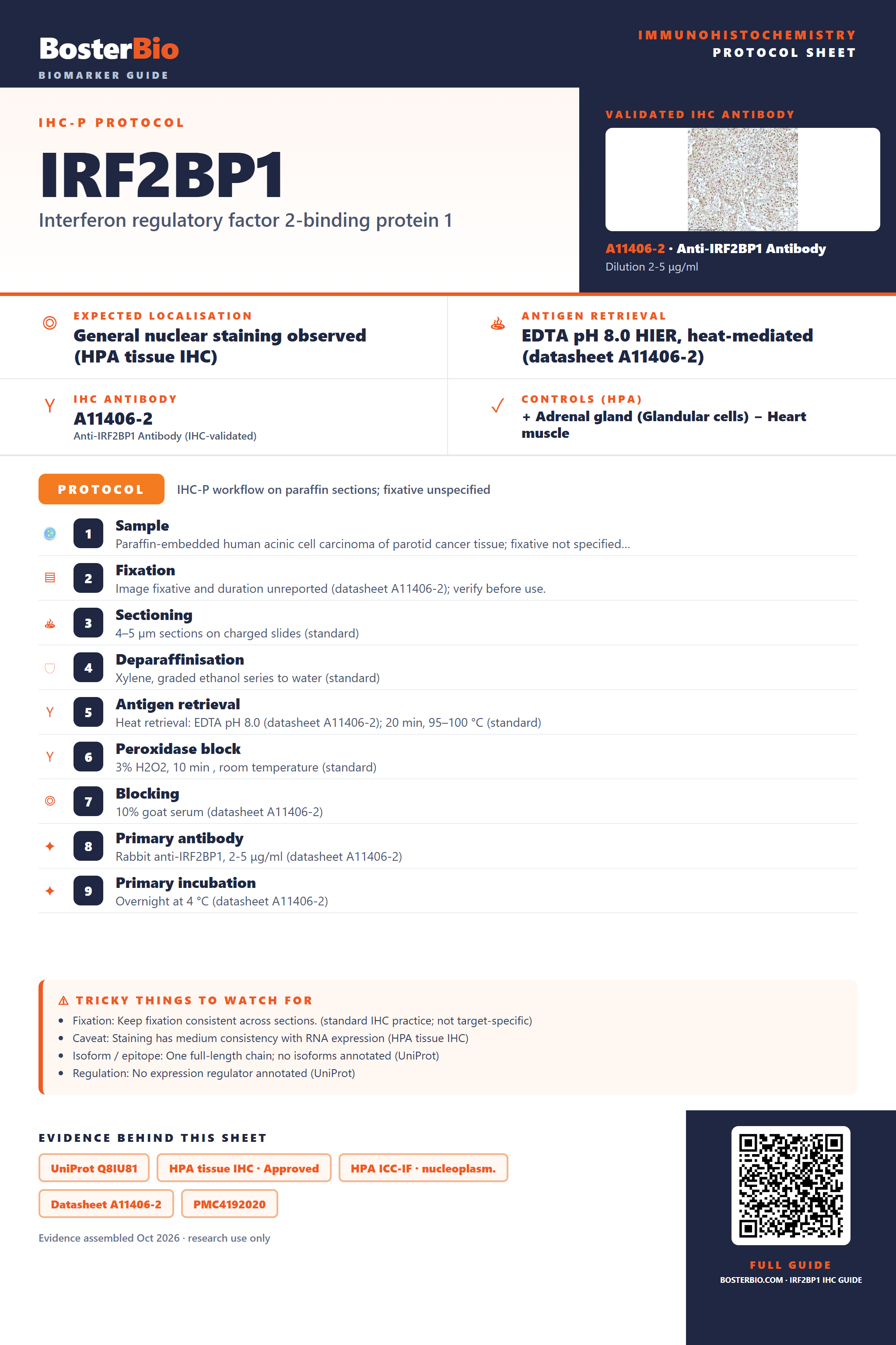 Immunohistochemistry protocol sheet for IRF2BP1 (IHC for IRF2BP1): expected localisation General nuclear staining observed (HPA tissue IHC), antibody A11406-2, validated IHC image, and IHC protocol steps