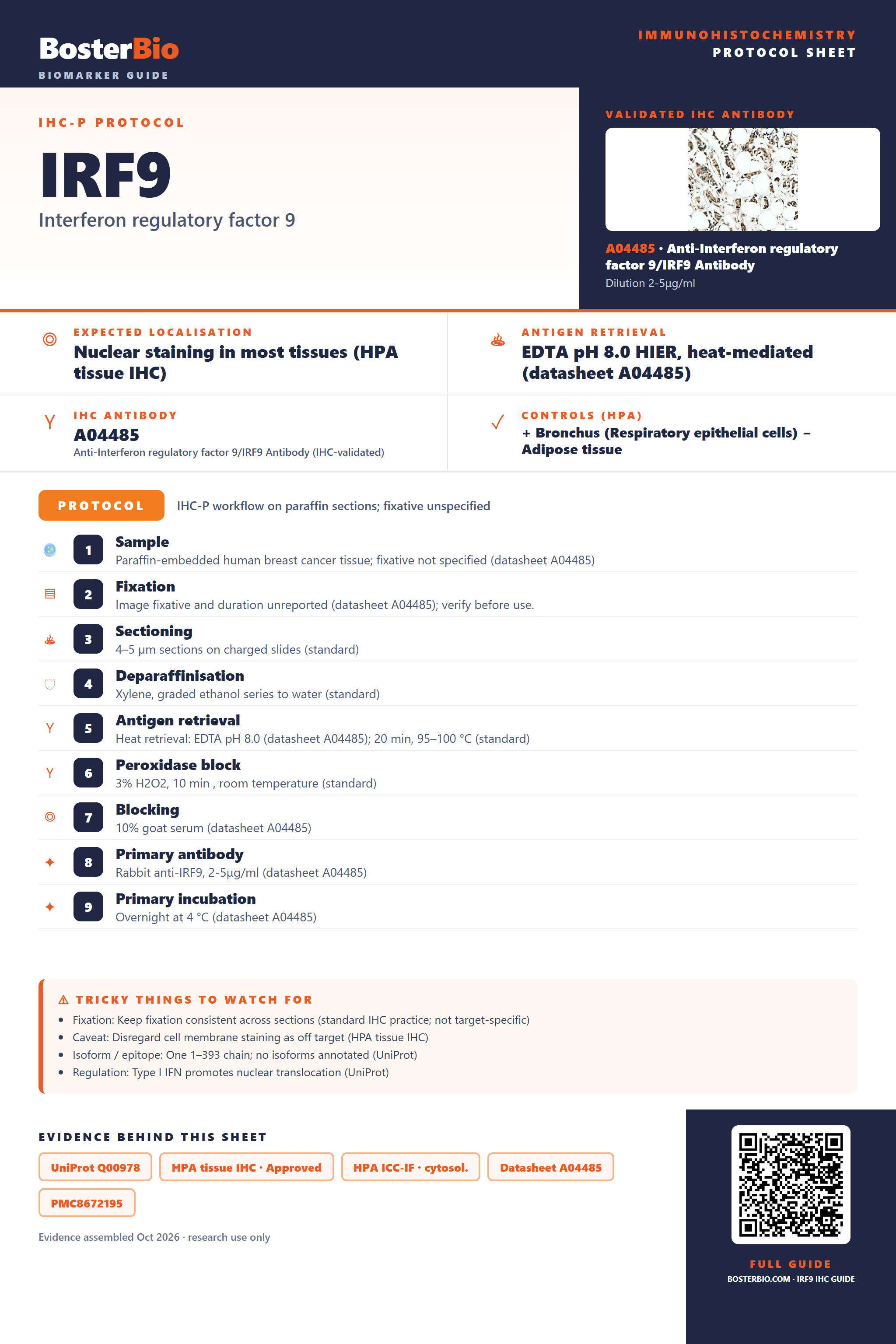 Immunohistochemistry protocol sheet for IRF9 (IHC for IRF9): expected localisation Nuclear staining in most tissues (HPA tissue IHC), antibody A04485, validated IHC image, and IHC protocol steps