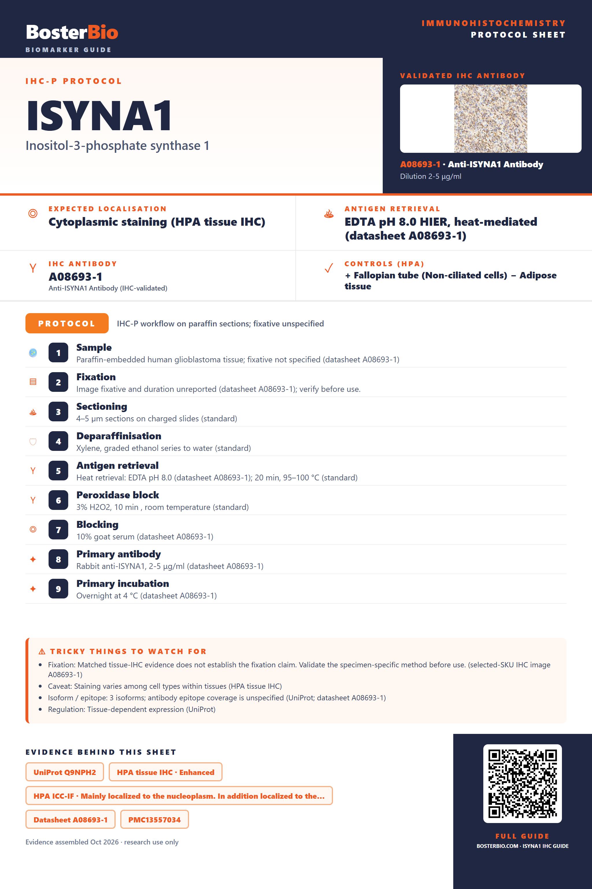 Immunohistochemistry protocol sheet for ISYNA1 (IHC for ISYNA1): expected localisation Cytoplasmic staining (HPA tissue IHC), antibody A08693-1, validated IHC image, and IHC protocol steps