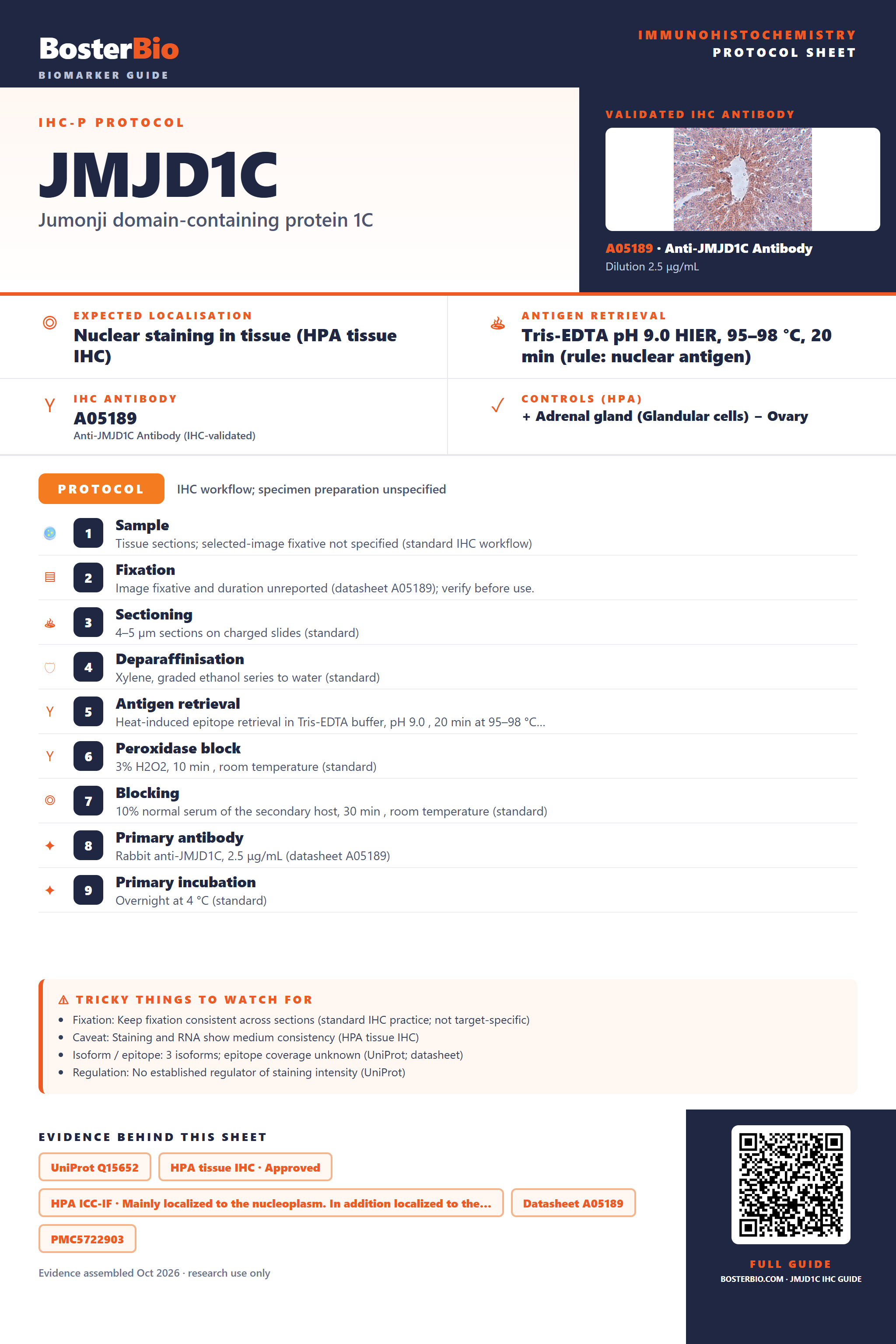 Immunohistochemistry protocol sheet for JMJD1C (IHC for JMJD1C): expected localisation Nuclear staining in tissue (HPA tissue IHC), antibody A05189, validated IHC image, and IHC protocol steps