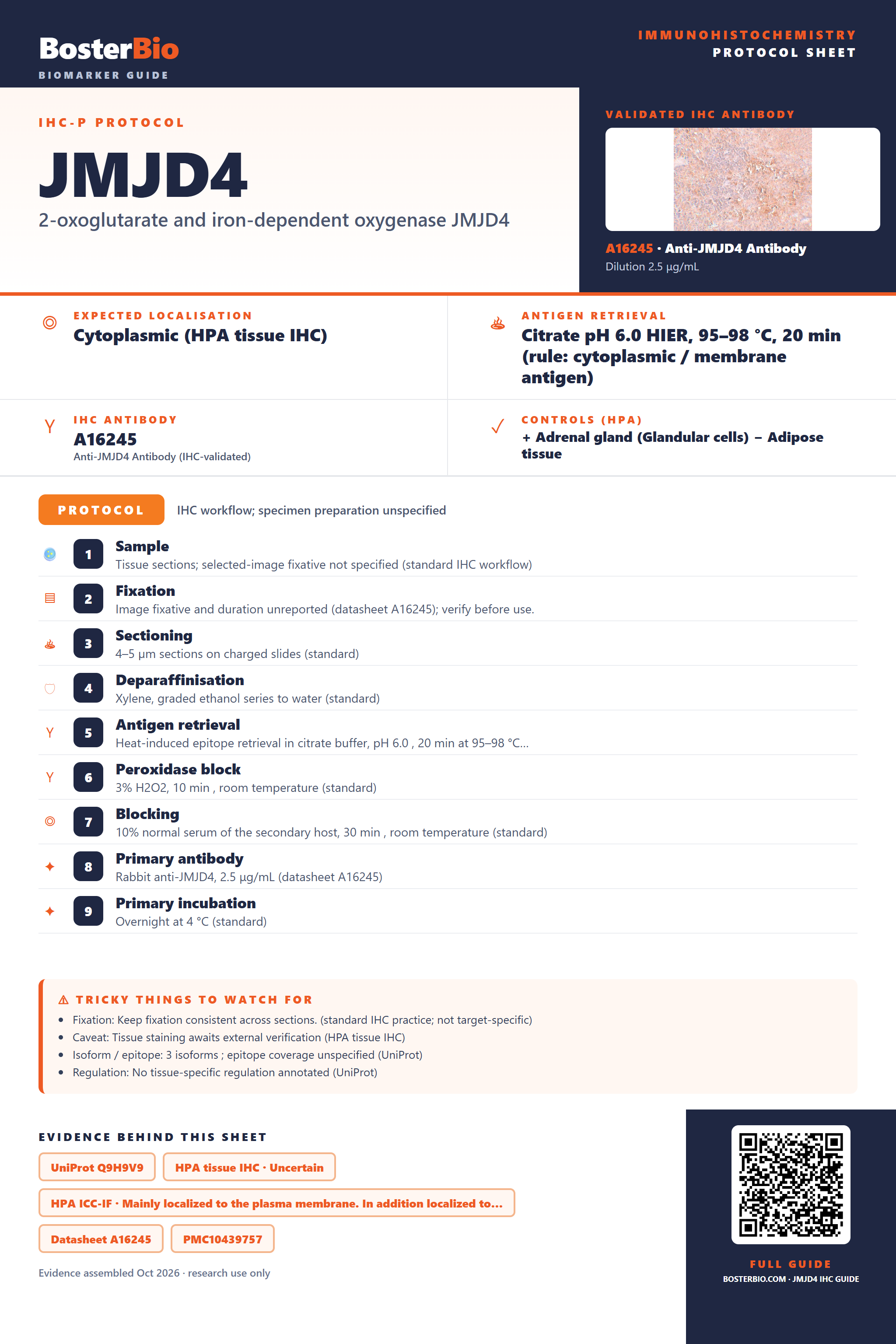 Immunohistochemistry protocol sheet for JMJD4 (IHC for JMJD4): expected localisation Cytoplasmic (HPA tissue IHC), antibody A16245, validated IHC image, and IHC protocol steps