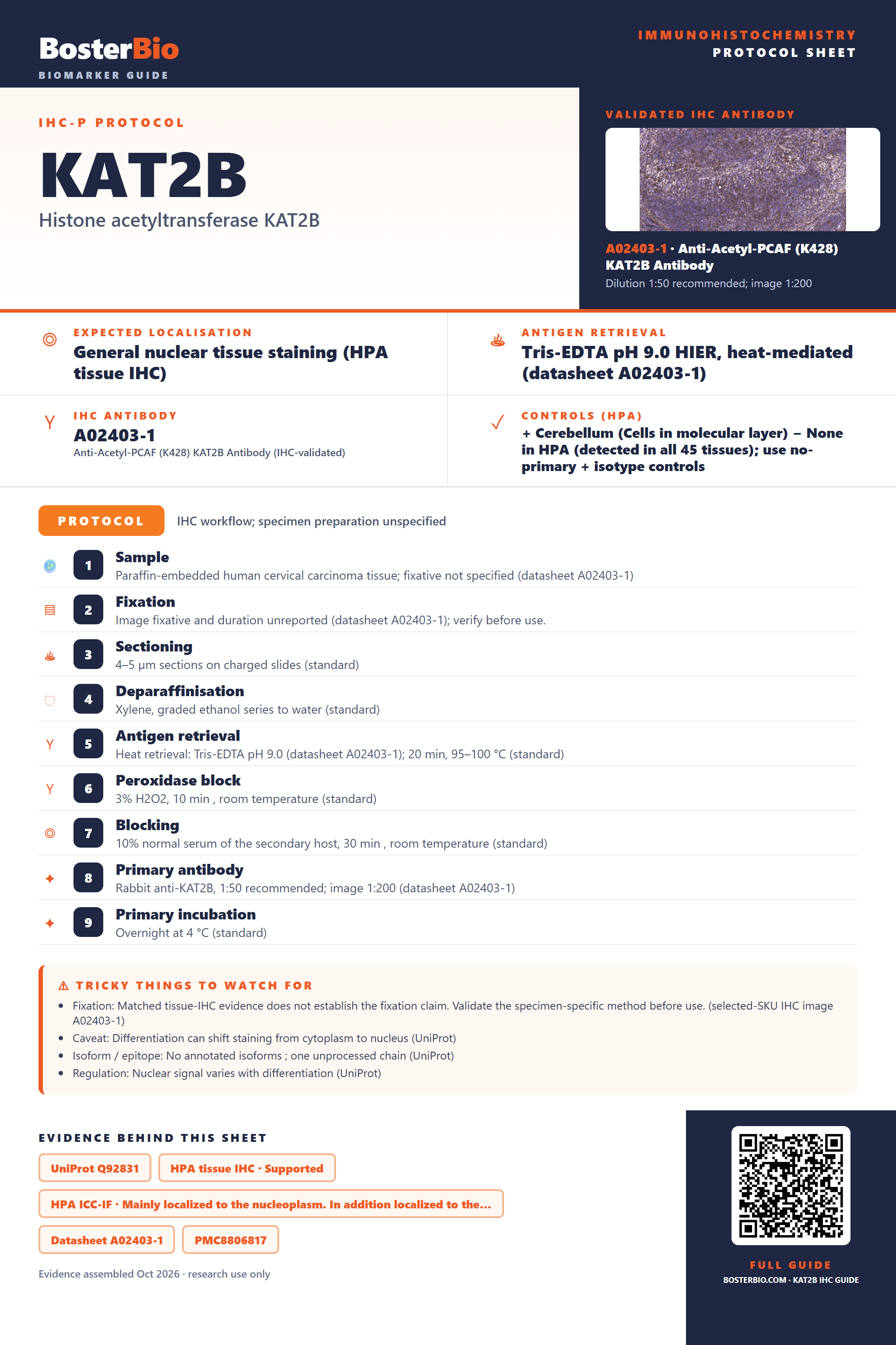 Immunohistochemistry protocol sheet for KAT2B (IHC for KAT2B): expected localisation General nuclear tissue staining (HPA tissue IHC), antibody A02403-1, validated IHC image, and IHC protocol steps
