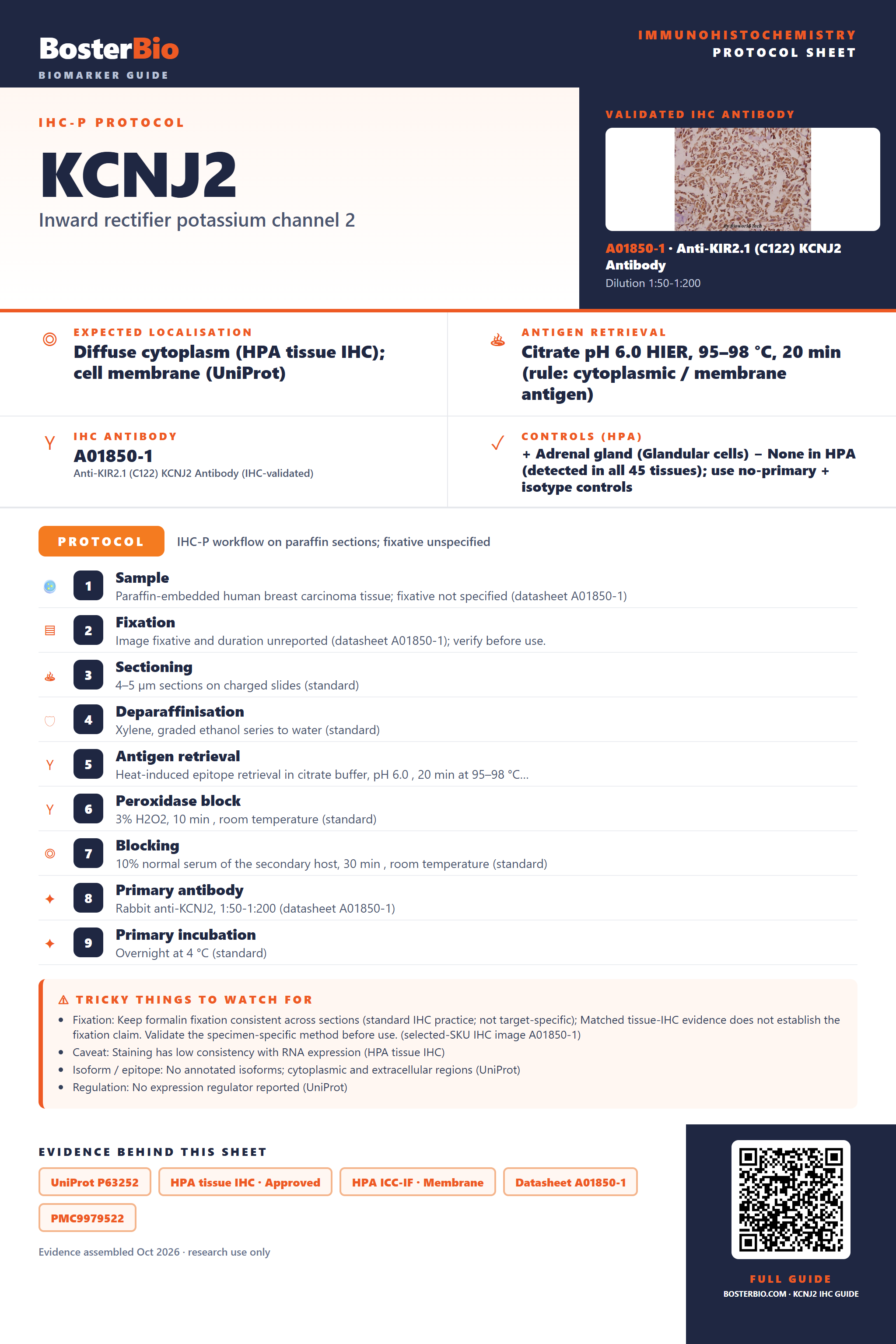 Immunohistochemistry protocol sheet for KCNJ2 (IHC for KCNJ2): expected localisation Diffuse cytoplasm (HPA tissue IHC); cell membrane (UniProt), antibody A01850-1, validated IHC image, and IHC protocol steps